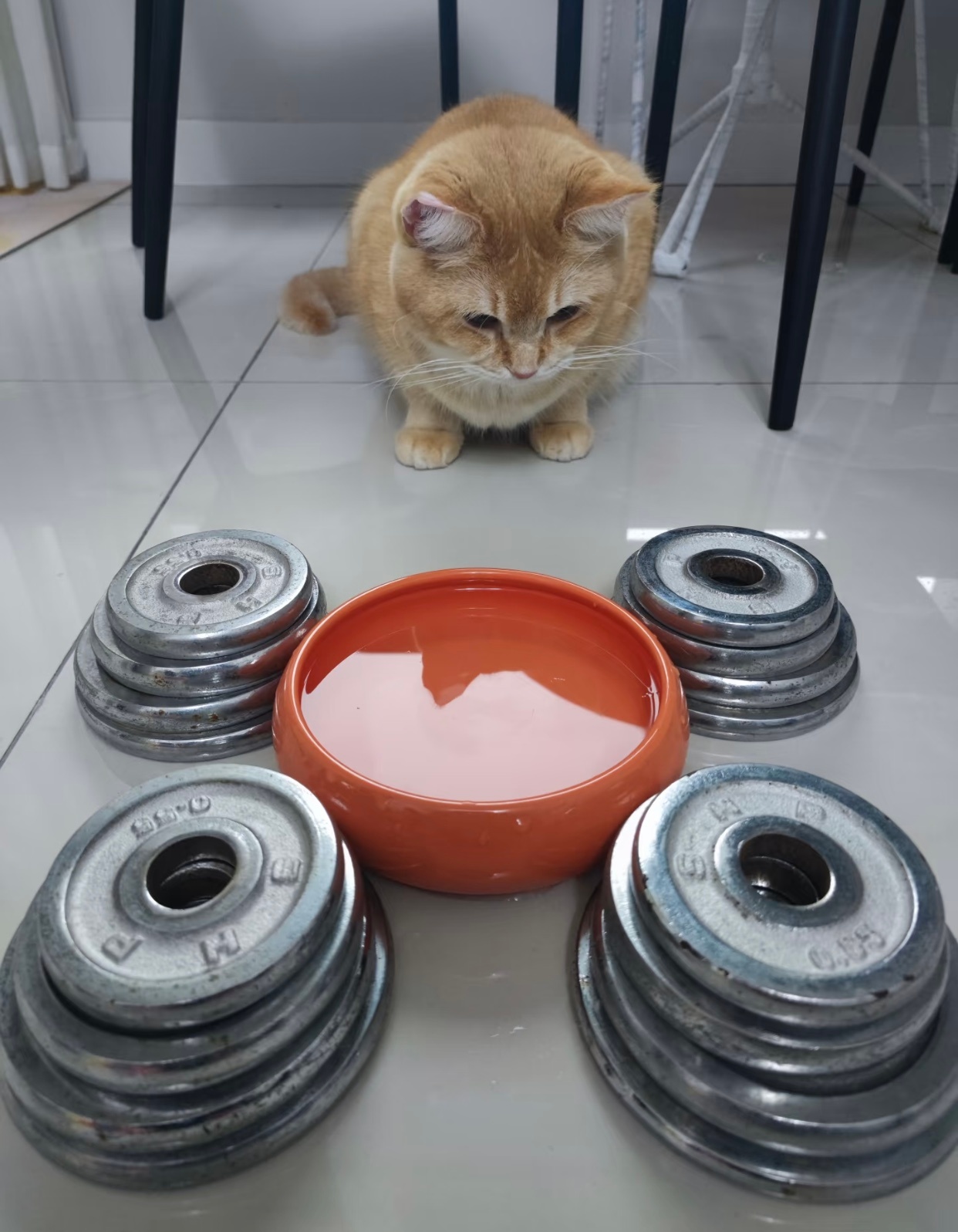 养猫后会丧失哑铃的使用权为了打翻水碗每天都在坚持不懈的扒拉哑铃现在10斤的哑铃努