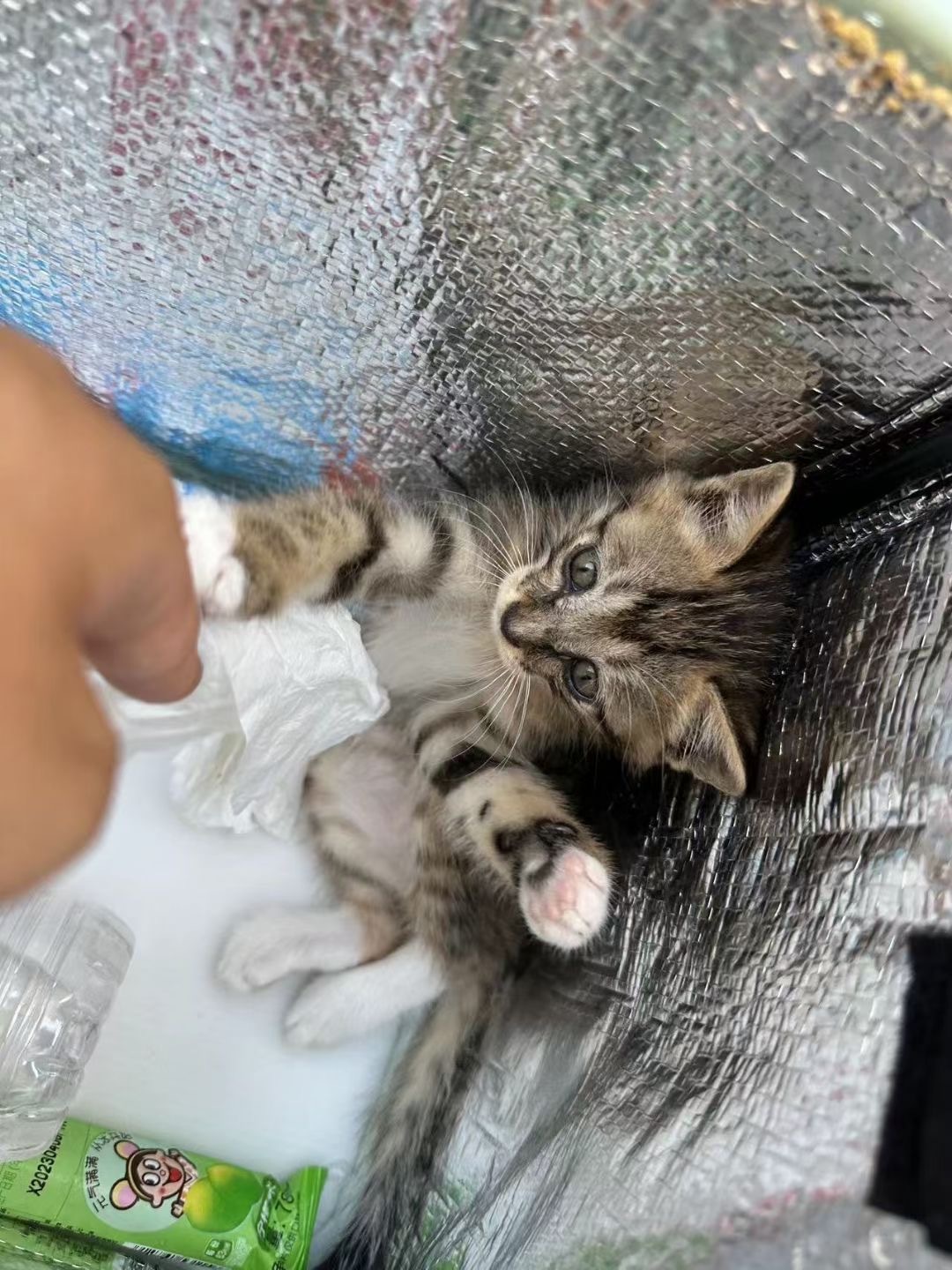 刚刚刷到宝哥的医生，又在发小猫领养。是一个外卖小哥在送餐路上捡到的，他不会养，拜