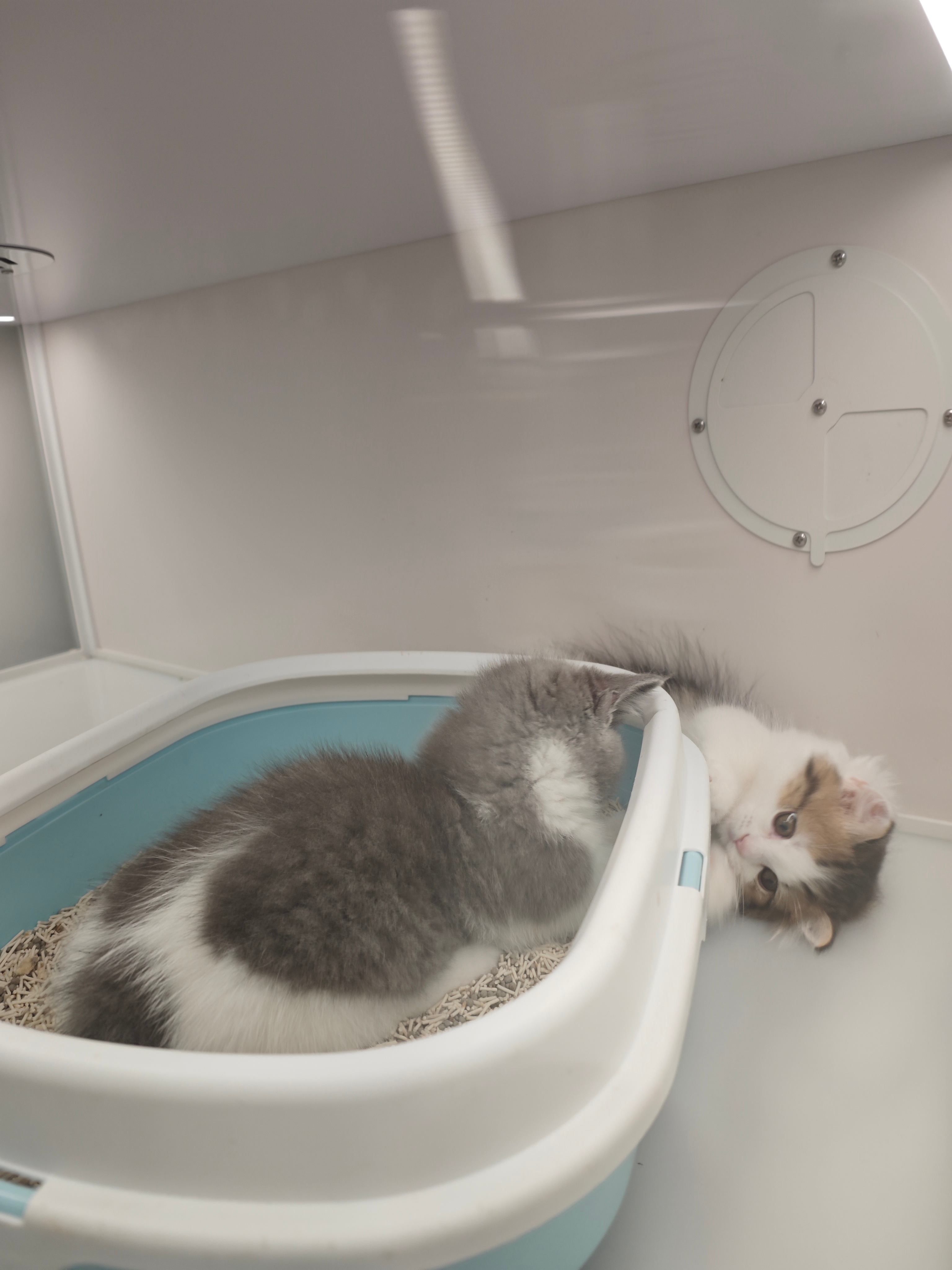两只玩躲猫猫的小猫咪🐱超级的可爱❤️❤️❤️ 