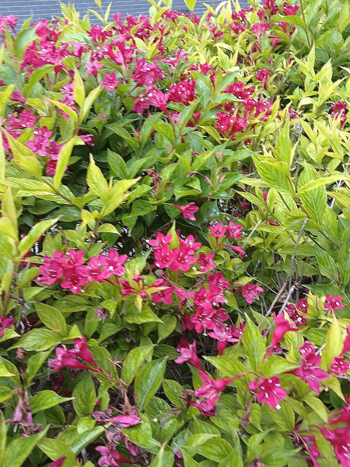 绚烂花海  粉色花朵绽放，绿意盎然，美不胜收！🌸🌿这丛花长得真艳丽。
