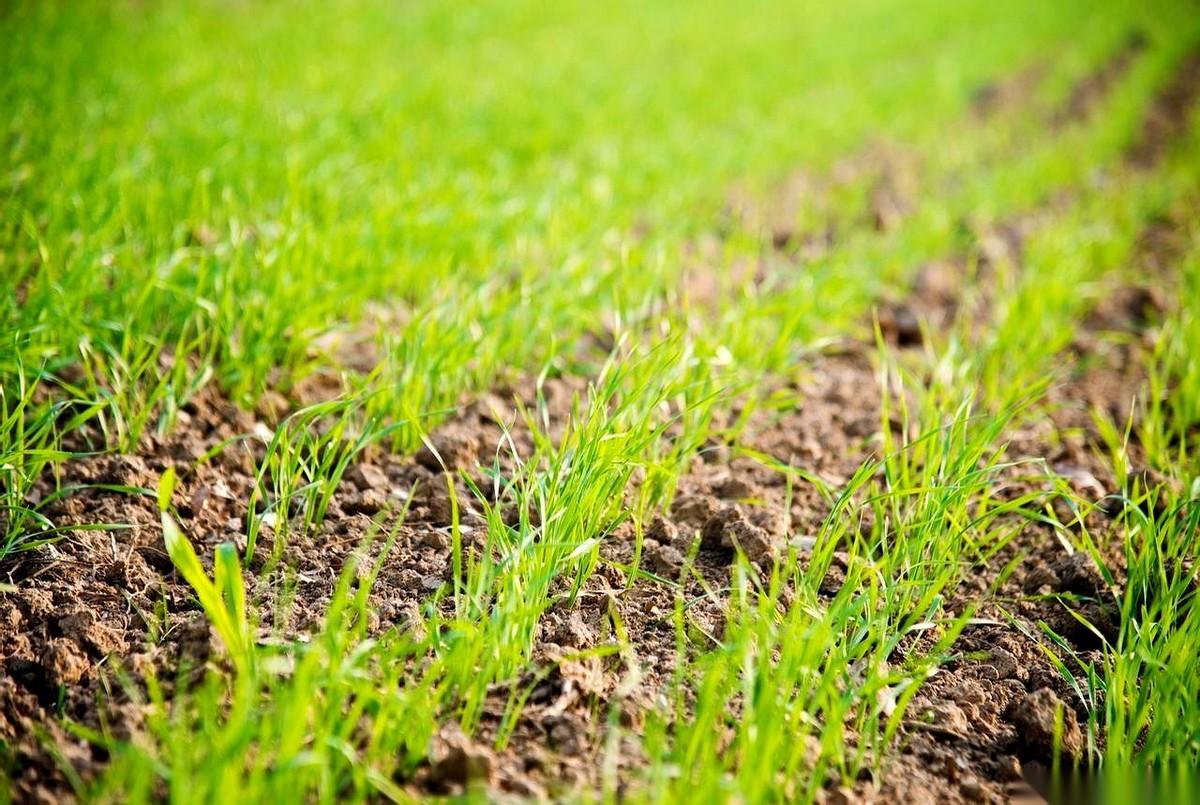 就那么一根独苗苗，孤零零地杵在地里。
眼瞅着就要下雪了，天一天比一天冷。
完了，