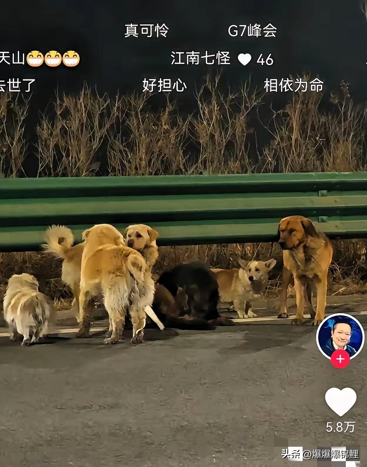 人类总觉得自己有多高贵，看完个路面监控脸都被打肿了。

长春长双快速路上车流滚滚