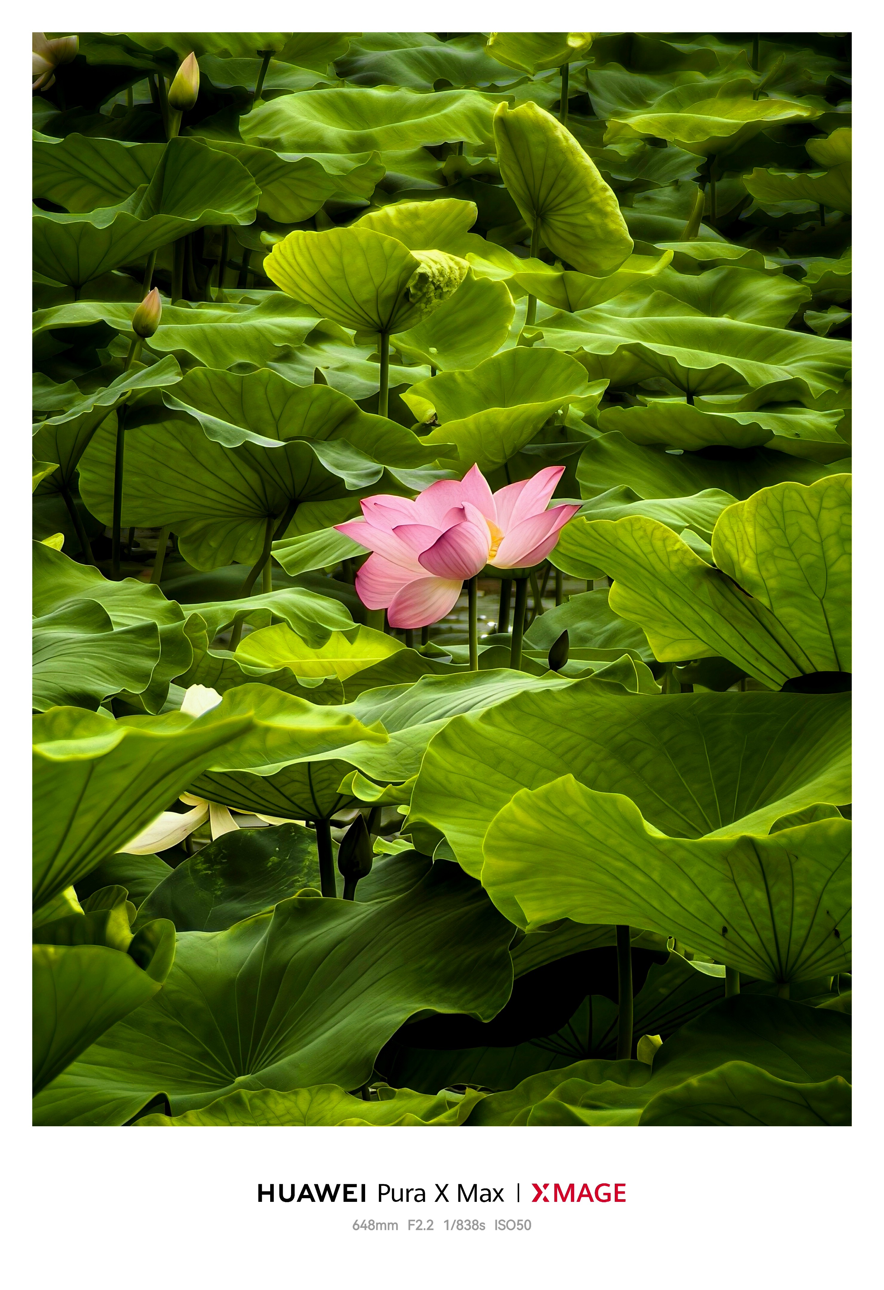 📷夏天要拍花～大阔折加上增倍镜先拍点花花草草，演唱会还没去。整体效果，还可以。