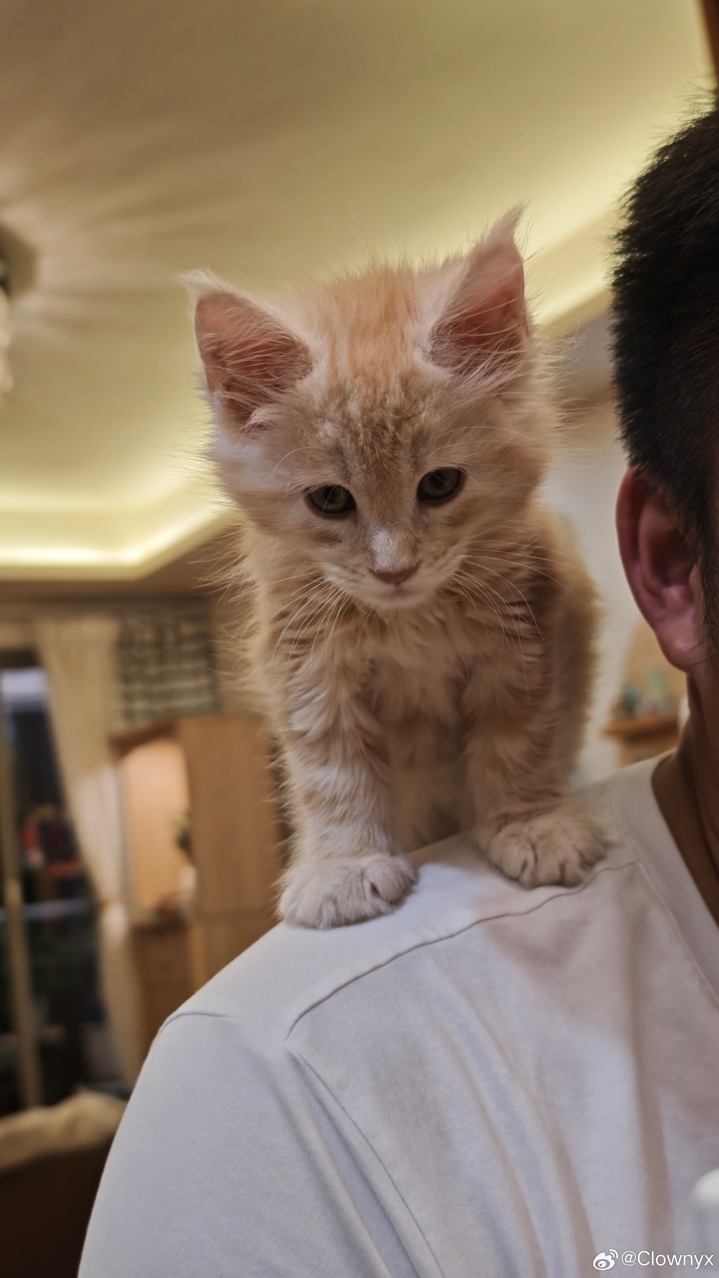 小猫悬浮术昨天在幸福的家里看到了一群幸福的猫 