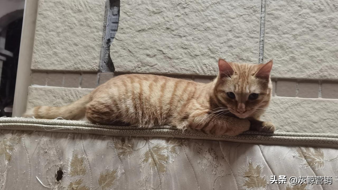 流浪猫被一群人爱着，
每天有阿姨送猫粮，
还专门给它们搭建了猫舍，
八到十只猫都