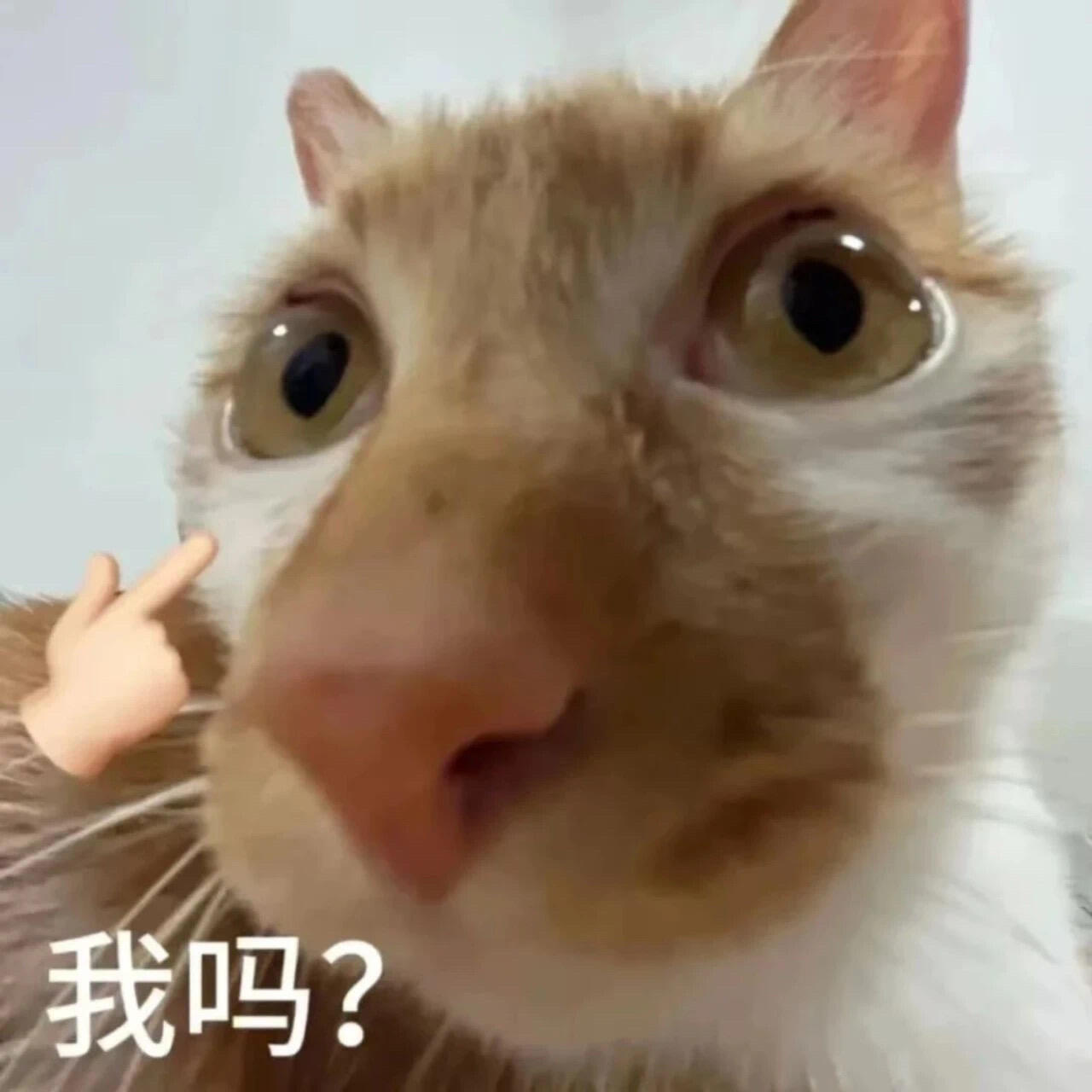 喜欢吗小咪的表情包表情包[超话] ​​​