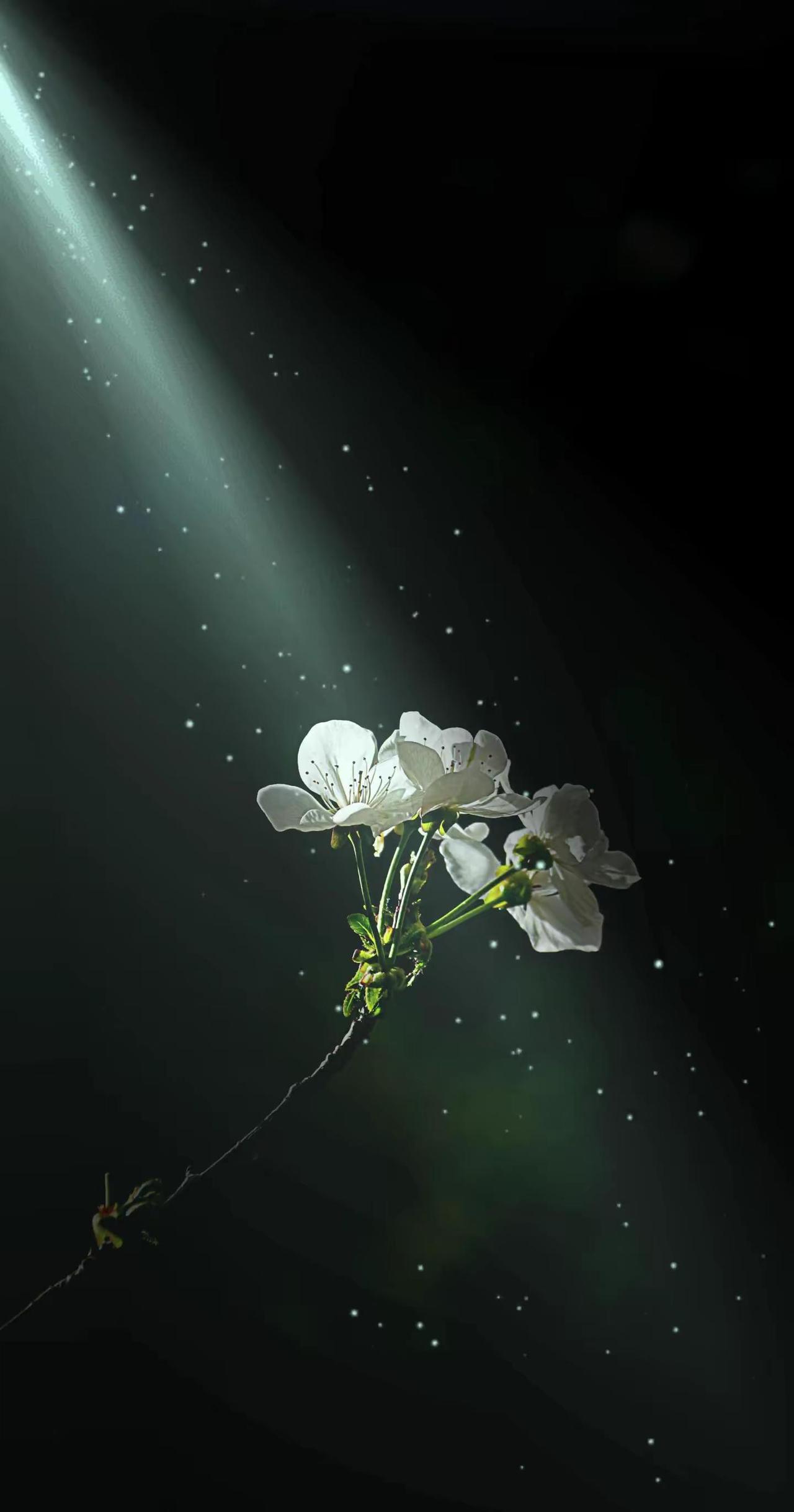 光与花。黑暗背景的花 纯洁白花 白花意境 风中摇曳的白花