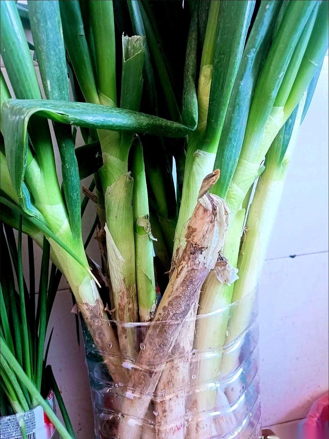 把全国最好的专家都看遍了，最后，救命的希望，落在一棵葱上。
还不是一般的葱。
要