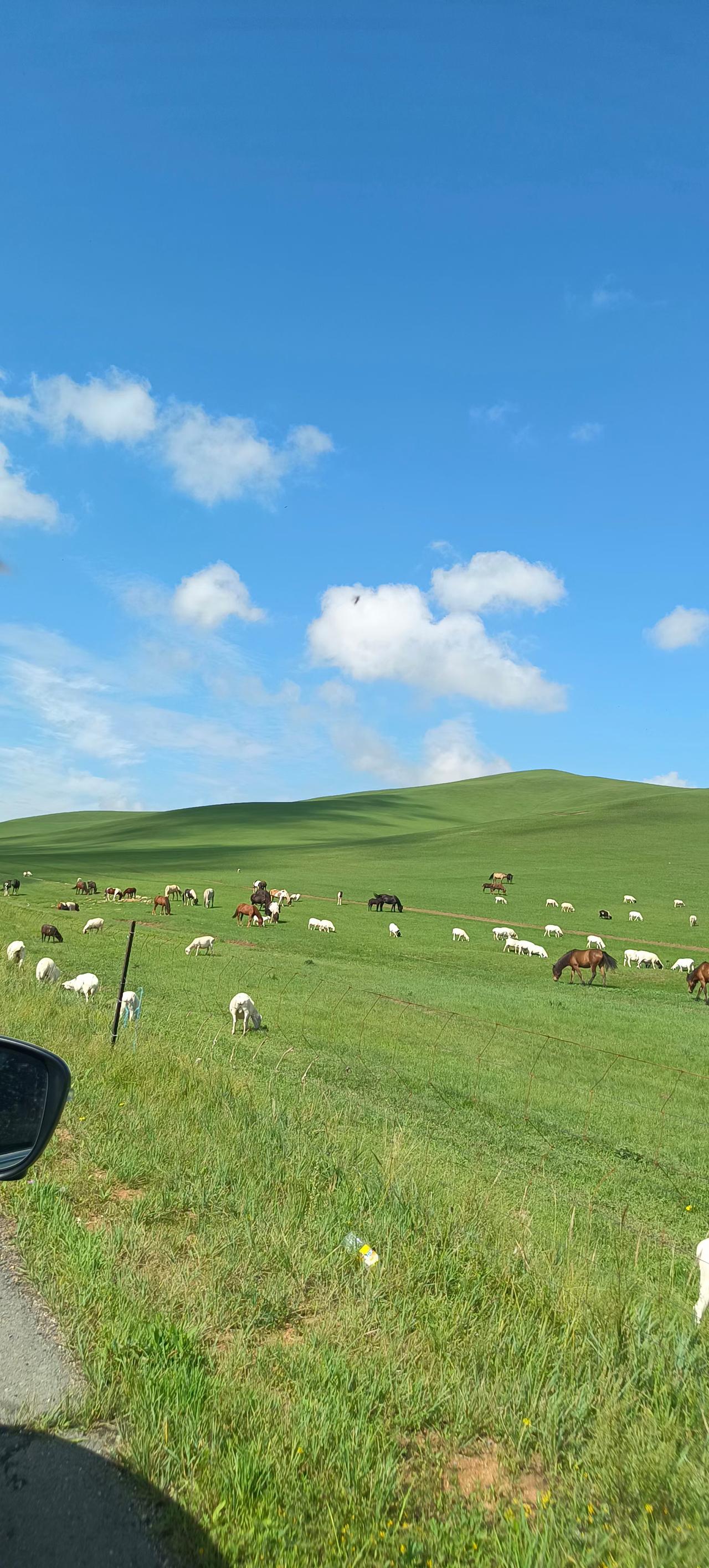 内蒙古一老板出1.6万月薪招人放3000只羊，包吃住、有不太稳定的WIFI，全年