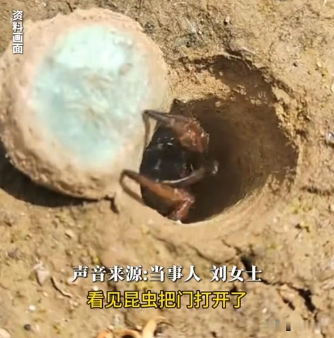 近日，重庆一女子进山捡菌子，遇昆虫从家里“开门”出来，见到人又迅速把门关上了。有