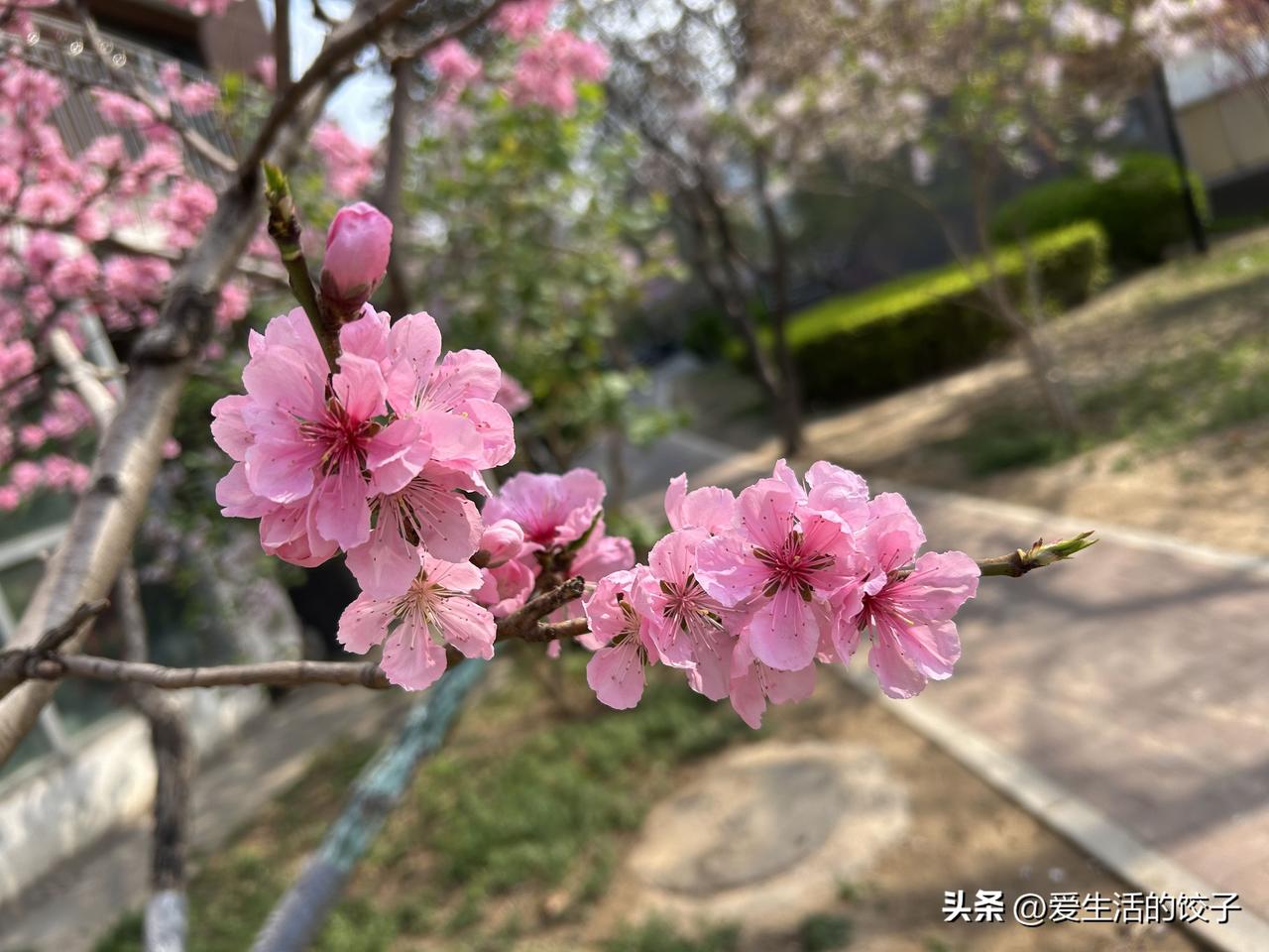 春天万物复苏，心愿也都软软暖暖的～
愿：

烦恼随春暖花开而消失，健康像草木一样