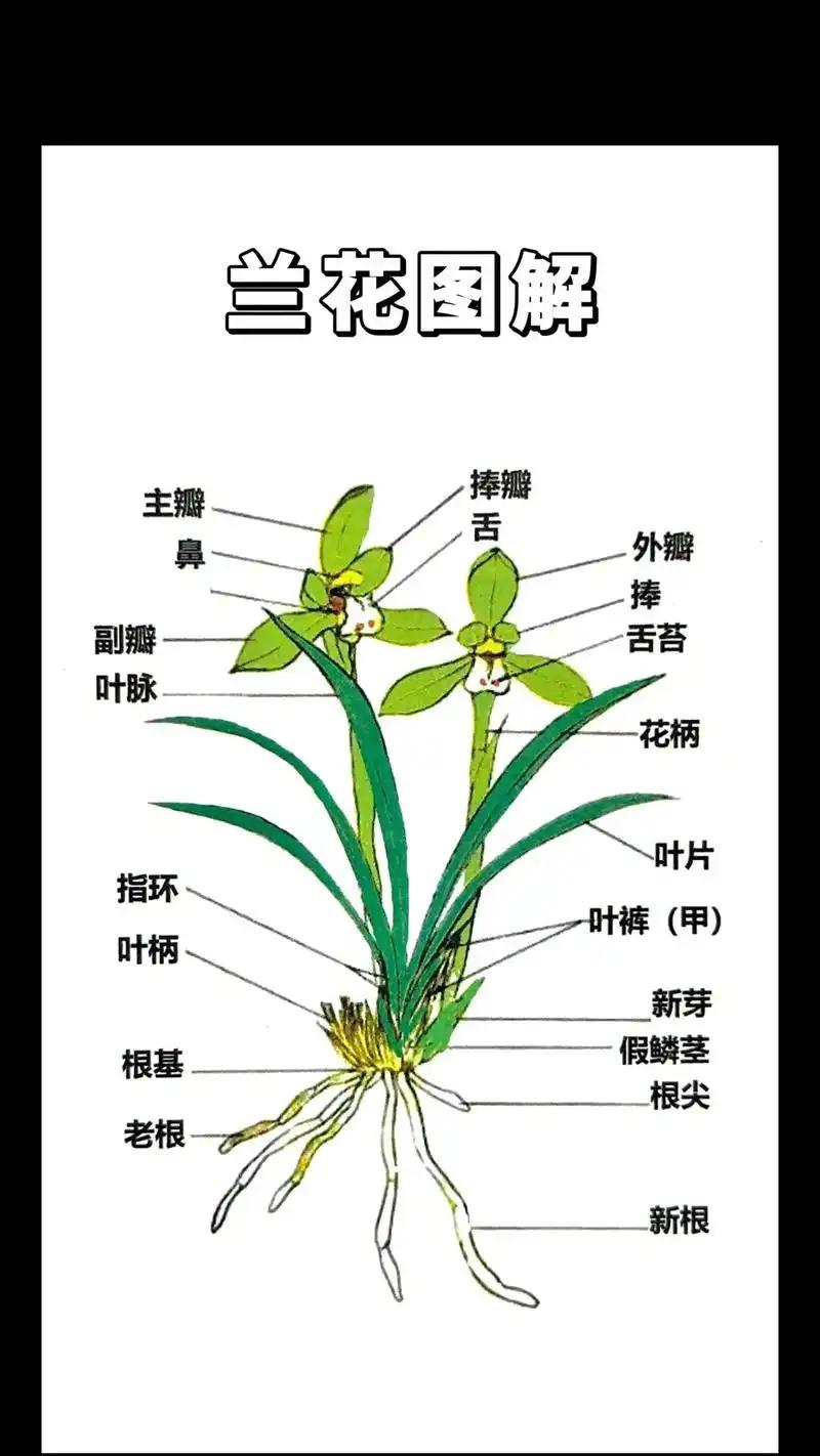 识兰先识体，养兰进阶必学兰体结构
 
养兰想要真正进阶，不做门外汉，第一步便是熟