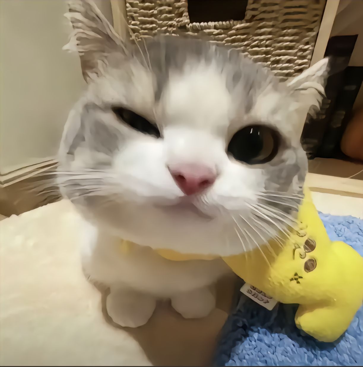 泥嚎～#萌宠##猫# ​​​
