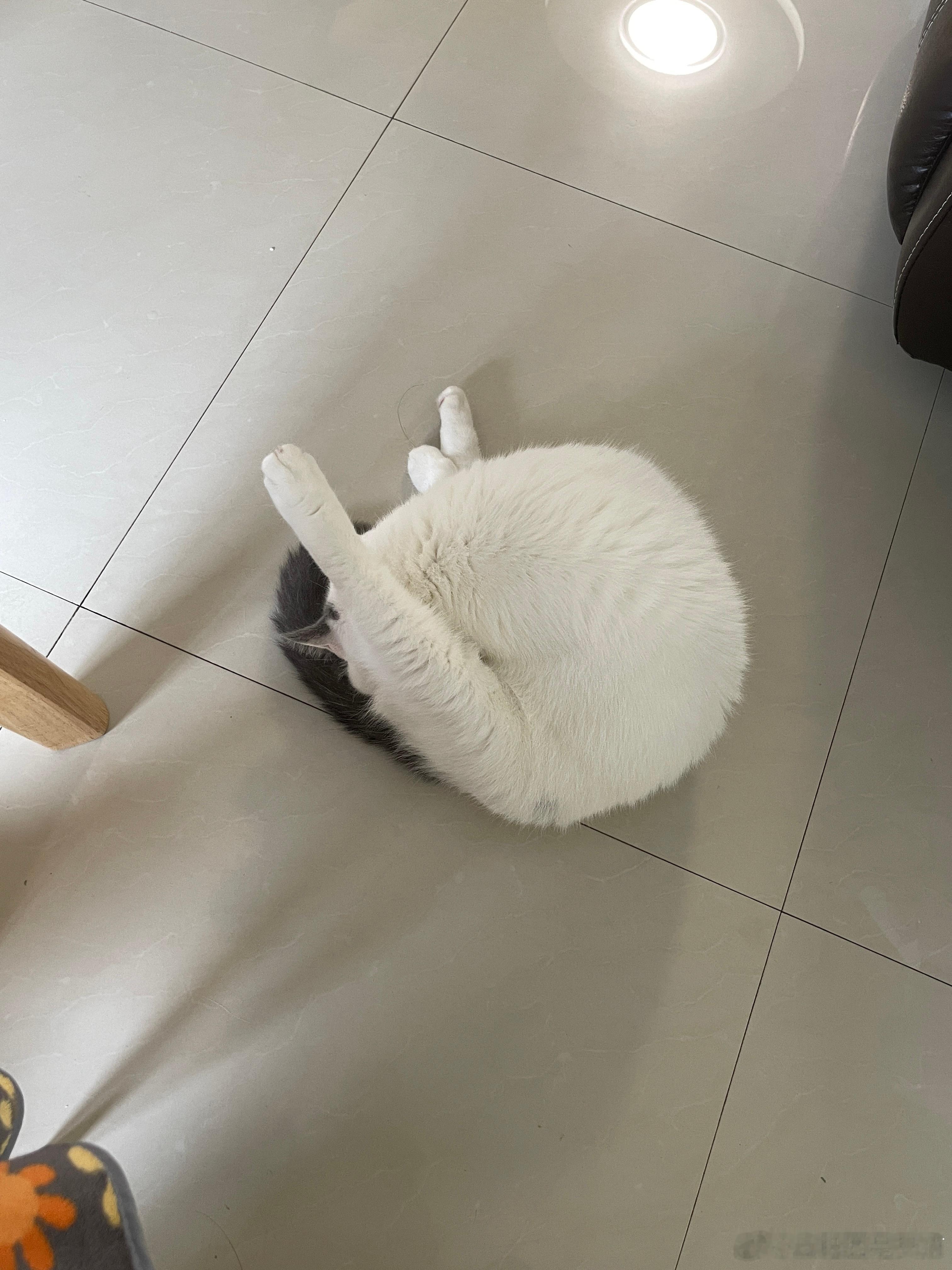 今天豚豚的首要任务 ​​​
