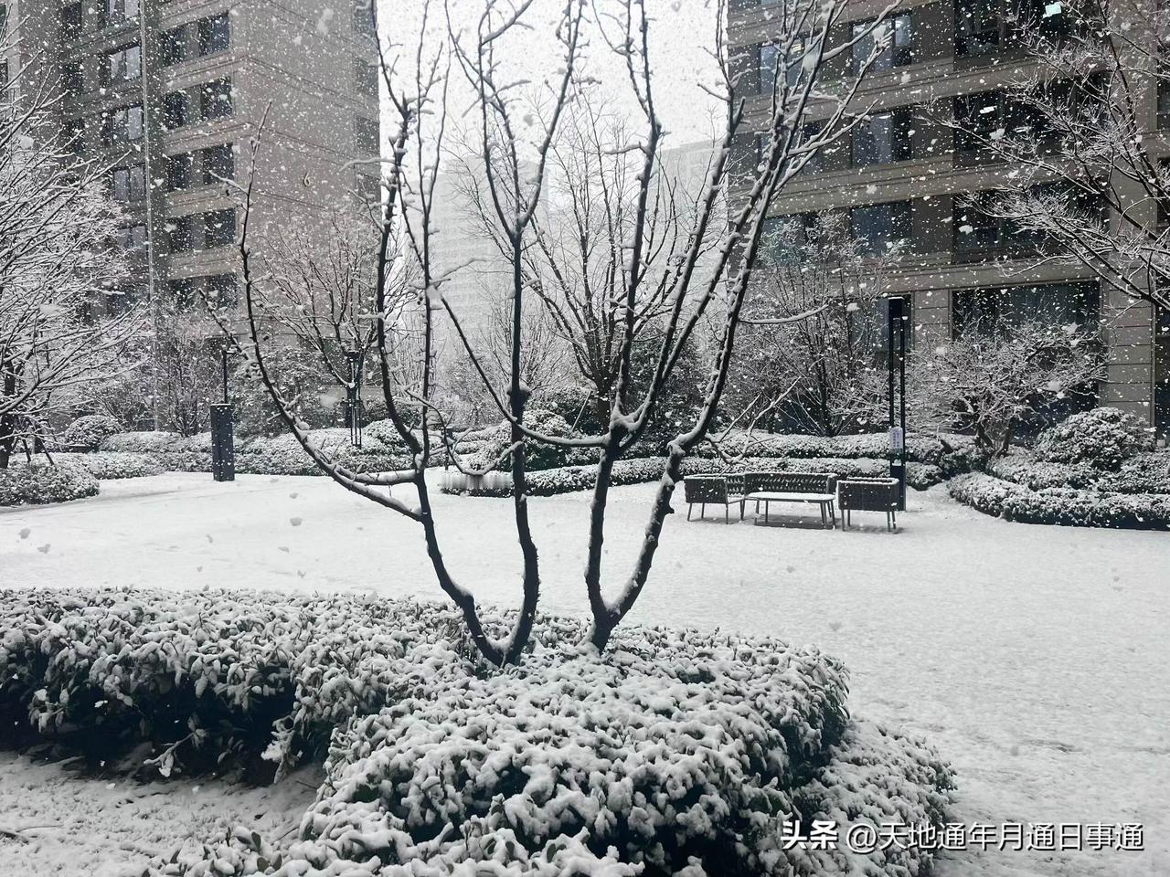 西安2月23日多年未见的鹅毛大雪
陕西飘雪 西安瓢泼大雪