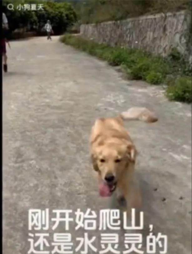 一网友分享了带自家大金毛爬山的照片。

这只爬山前活蹦乱跳，生气满满的大金毛，最