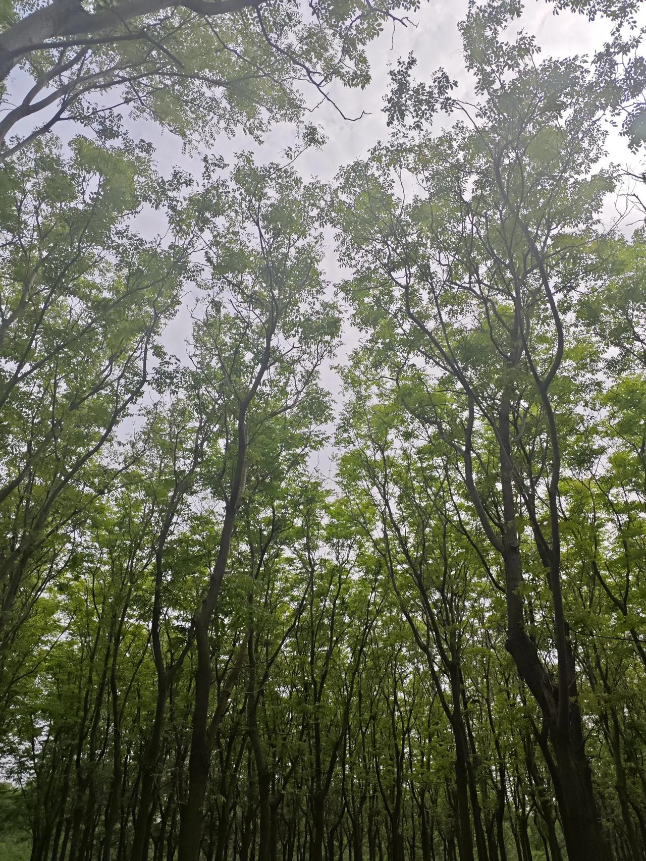 林间春消息！