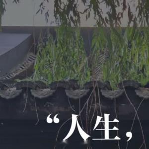 人生感悟 遇见，都是注定你以为的偶然，其实都是命运埋下的伏笔。像春遇见冬，有了岁