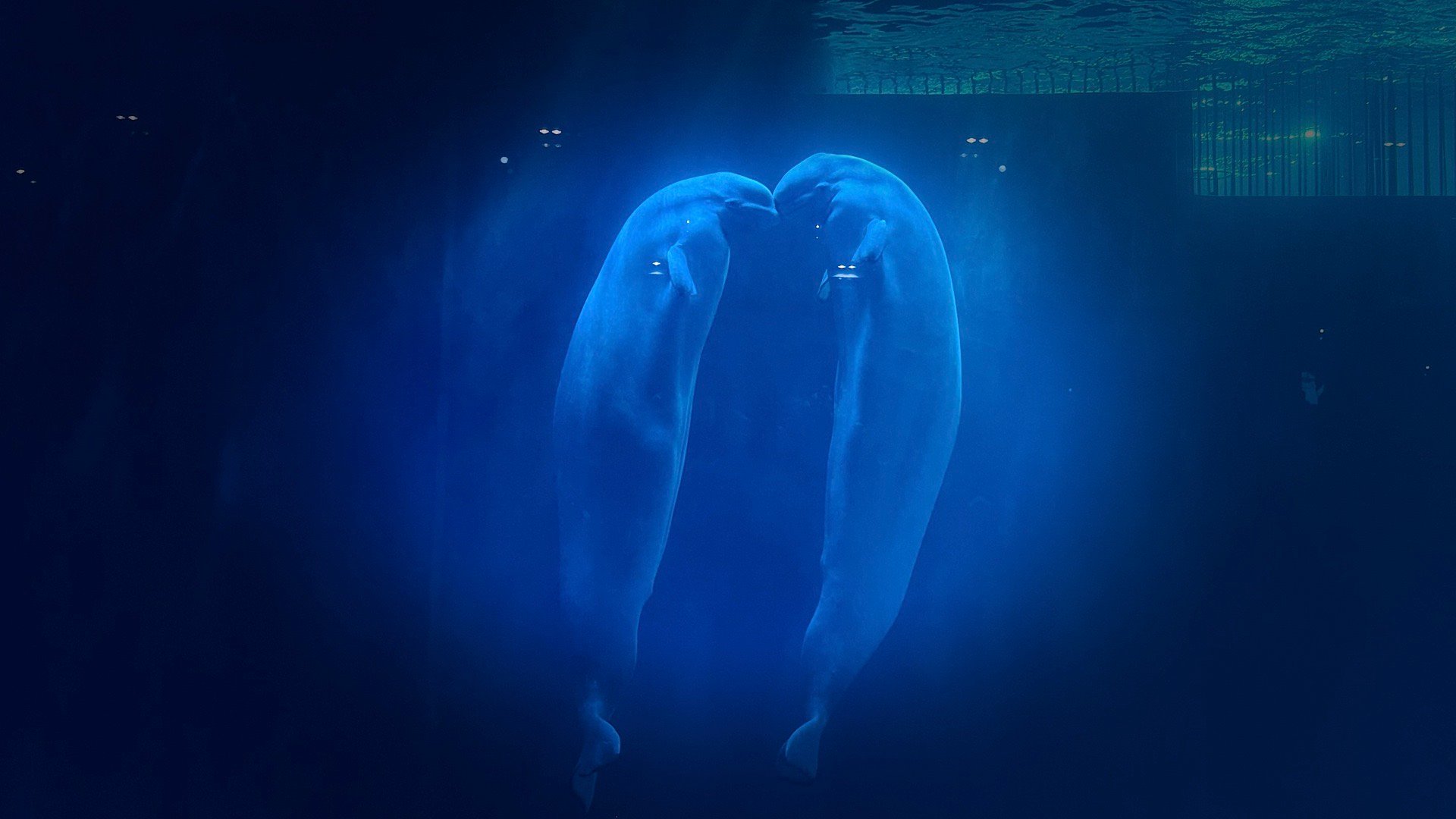 万千气象看龙江极地白鲸馆，安利安利！必看海洋之心！光影美，雾气和灯光配合效果，瞬