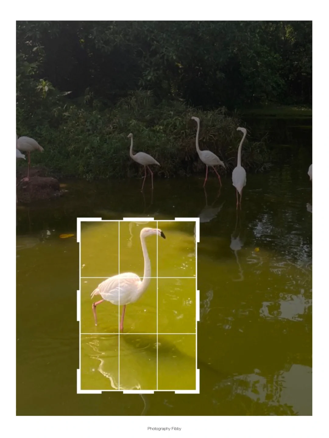 动物园拍照一定要这么裁立马变成电影海报