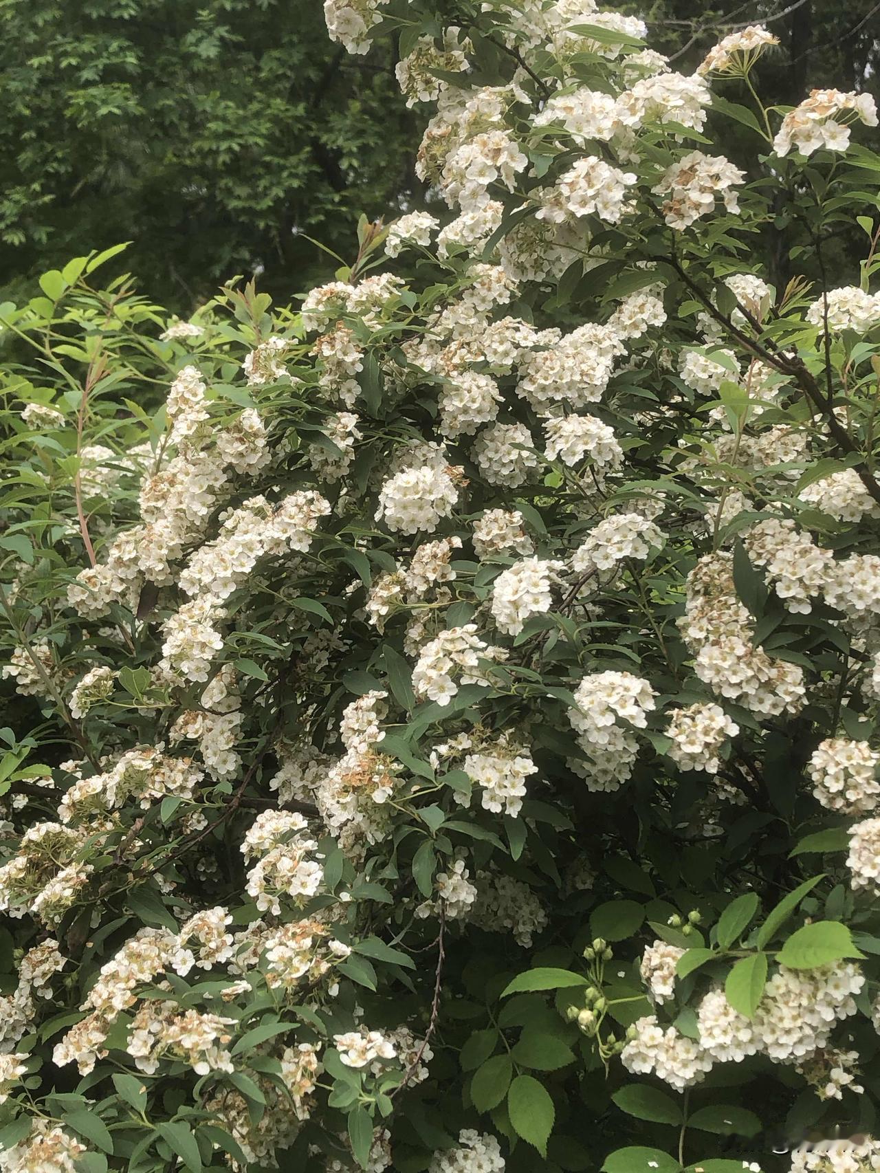 公园里的春天也太懂浪漫了！一丛丛白花花的绣线菊，还有开得漫山遍野的杜鹃花，粉的、