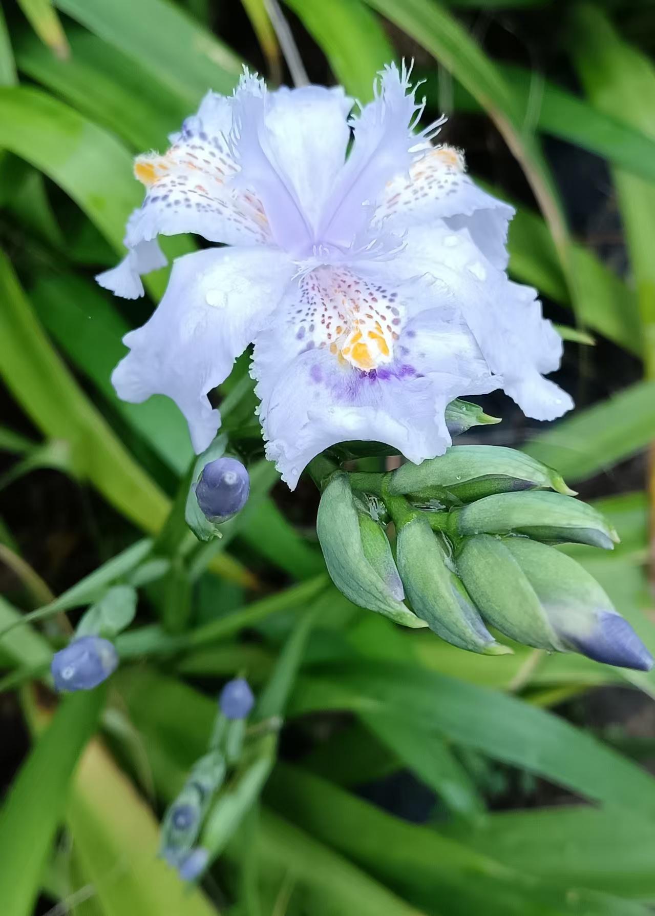 我很羡慕这路边的野花，在不起眼的角落里，仍尽力开出自己最美的样子。
不论有没有人