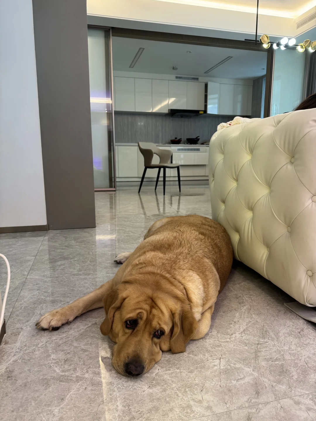 我说她头上有个“伞”字褶，现在小狗不理我了