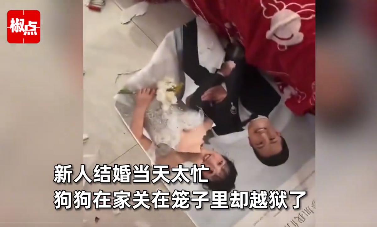11月15日福建，新人结婚当天太忙，结果自己家的宠物狗作妖，弄得家中一片狼藉，连