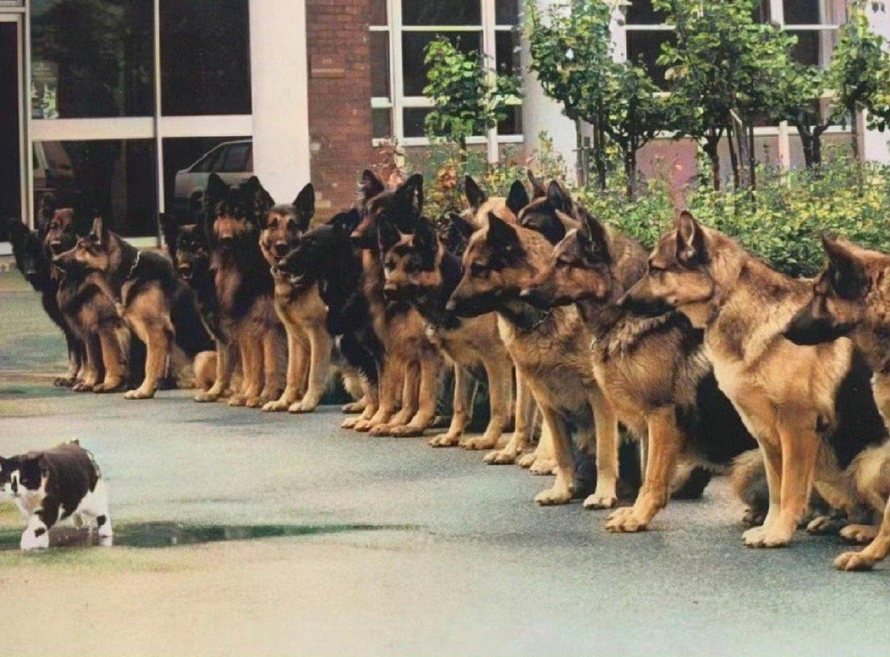 原来警犬也有期末考试！ 1987年德国，警犬的期末考试是在猫的面前保持冷静 