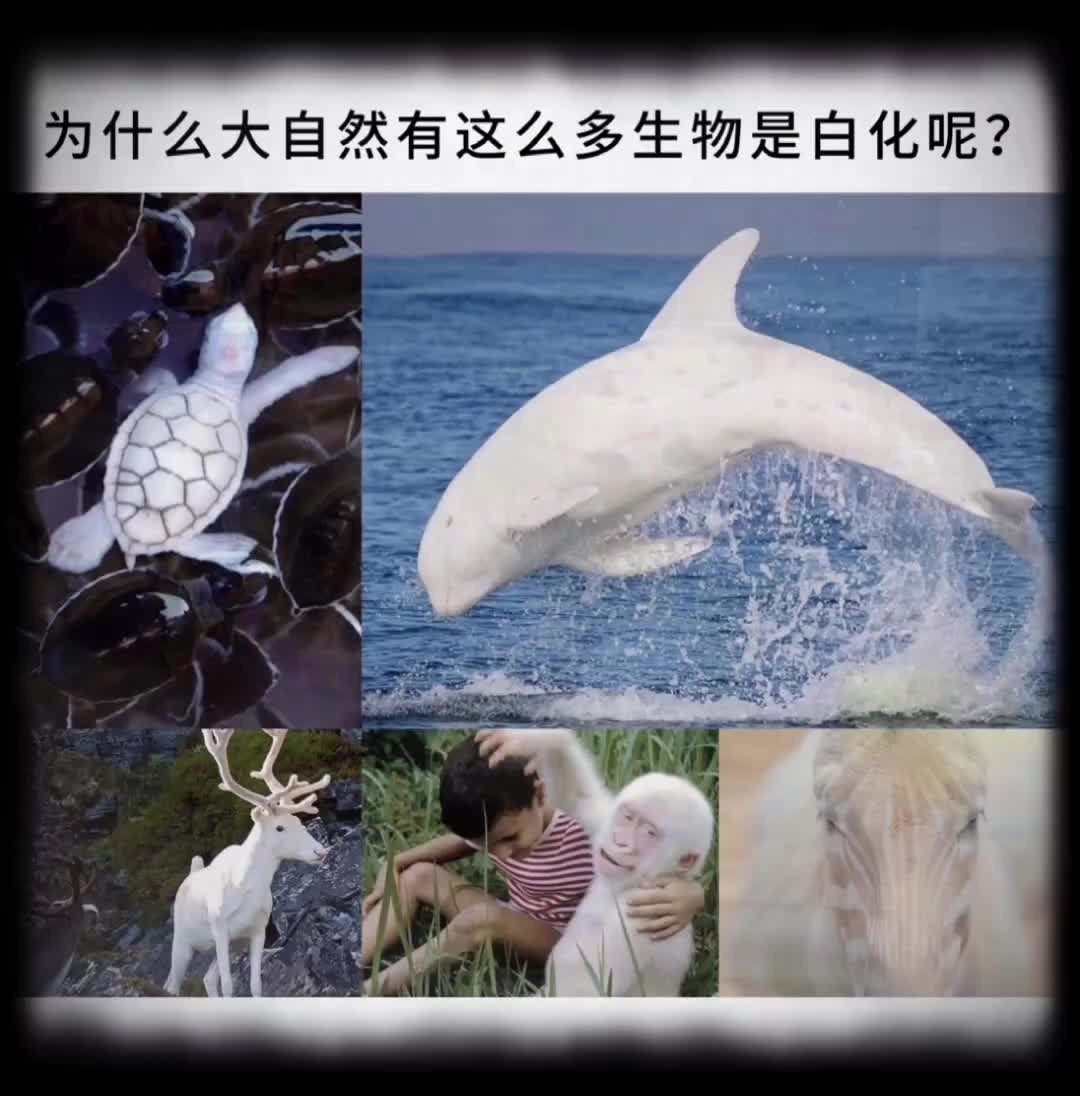 为什么大自然有这么多白化生物呢？