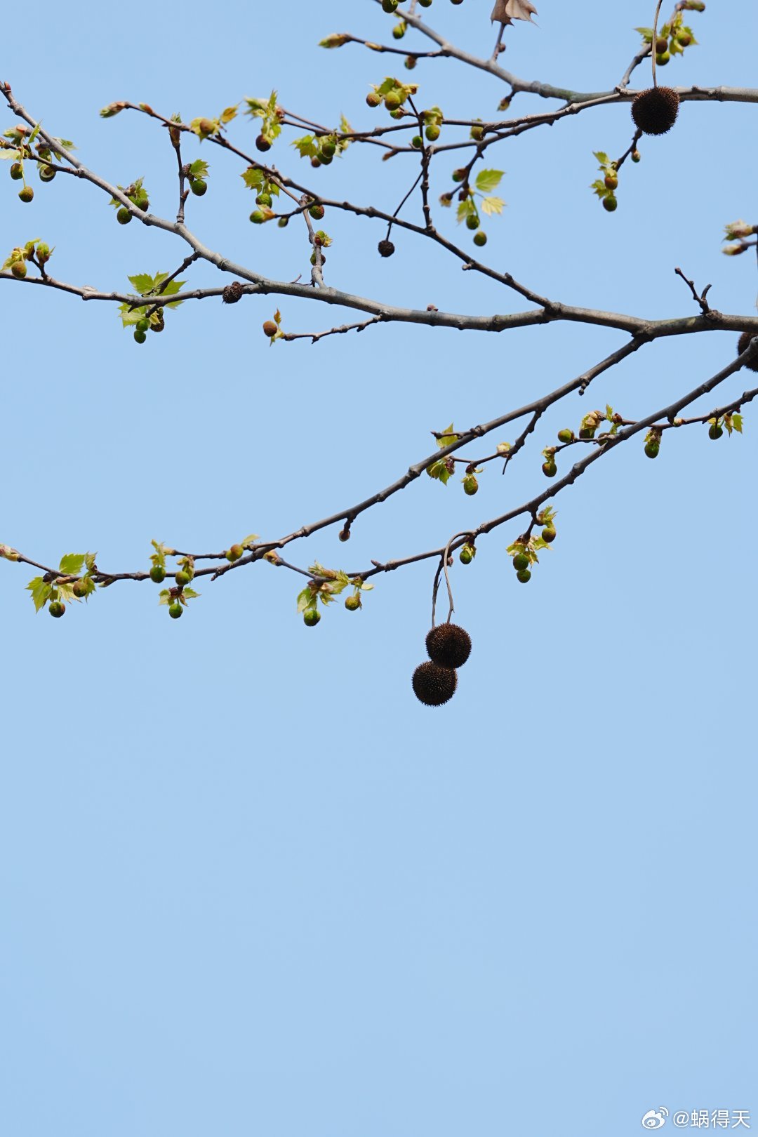 梧桐树上的春天蜗的摄影日记交换城市春光