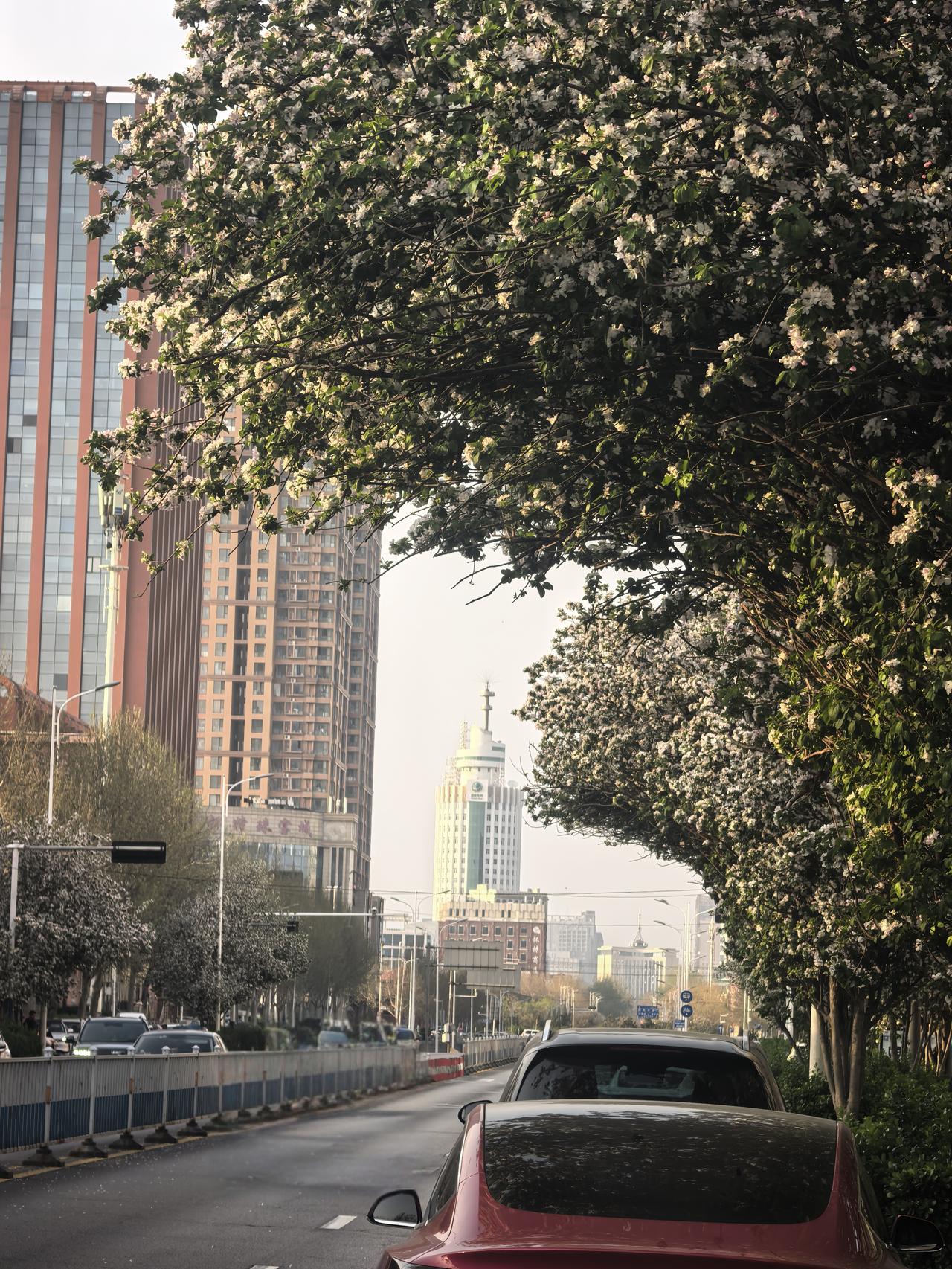 石家庄的海棠大道原来在这里！3月底4月初，海棠依旧，富强大街（槐中路至东岗路绝对