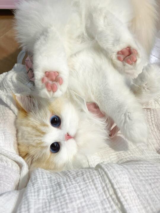 看起来是香甜的草莓泡芙jio 但闻起来凑凑滴