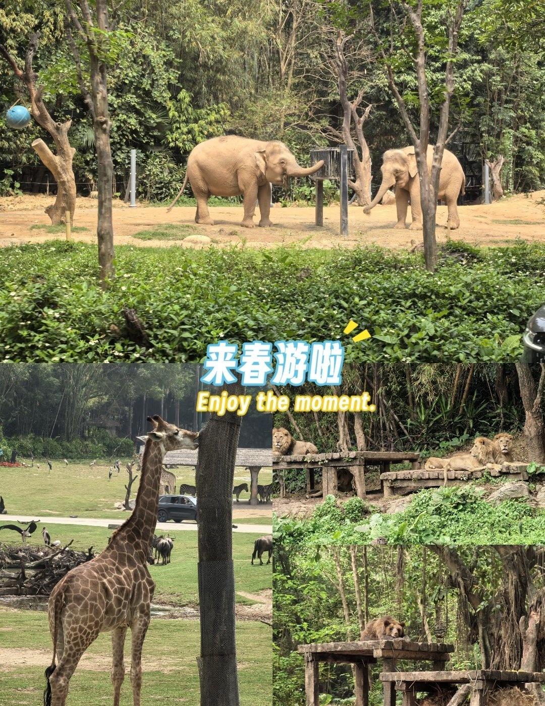 春日限定快乐，是长隆给的🌿
📍广州 广州长隆野生动物世界
谁懂啊！在长隆被动