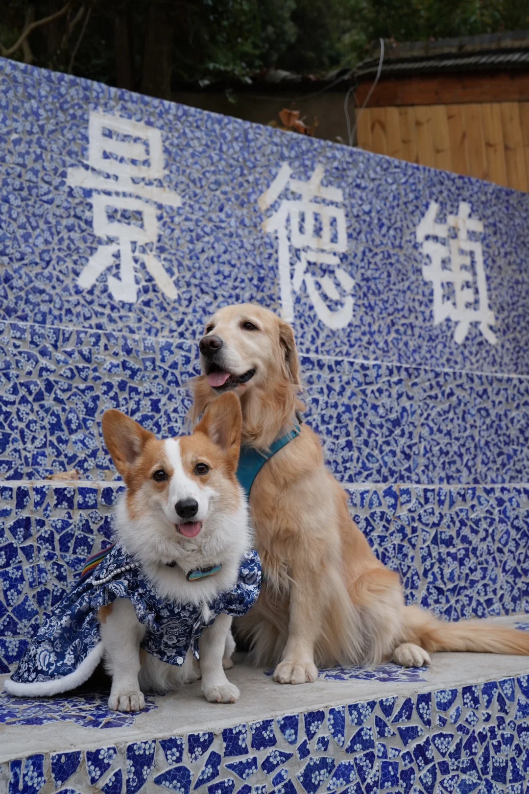 小狗打卡新城市—江西景德镇三宝村🐾