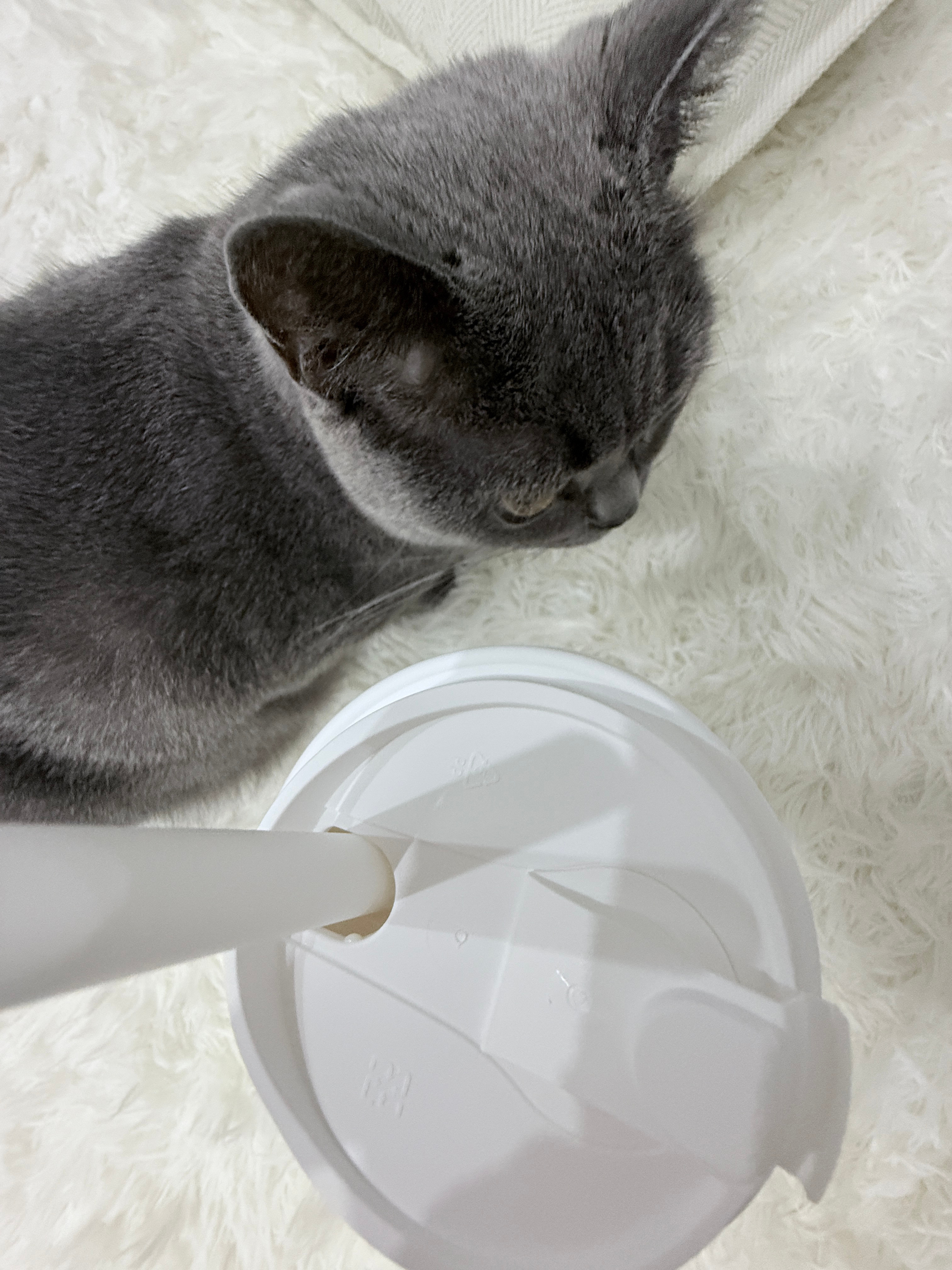 茶ban道 