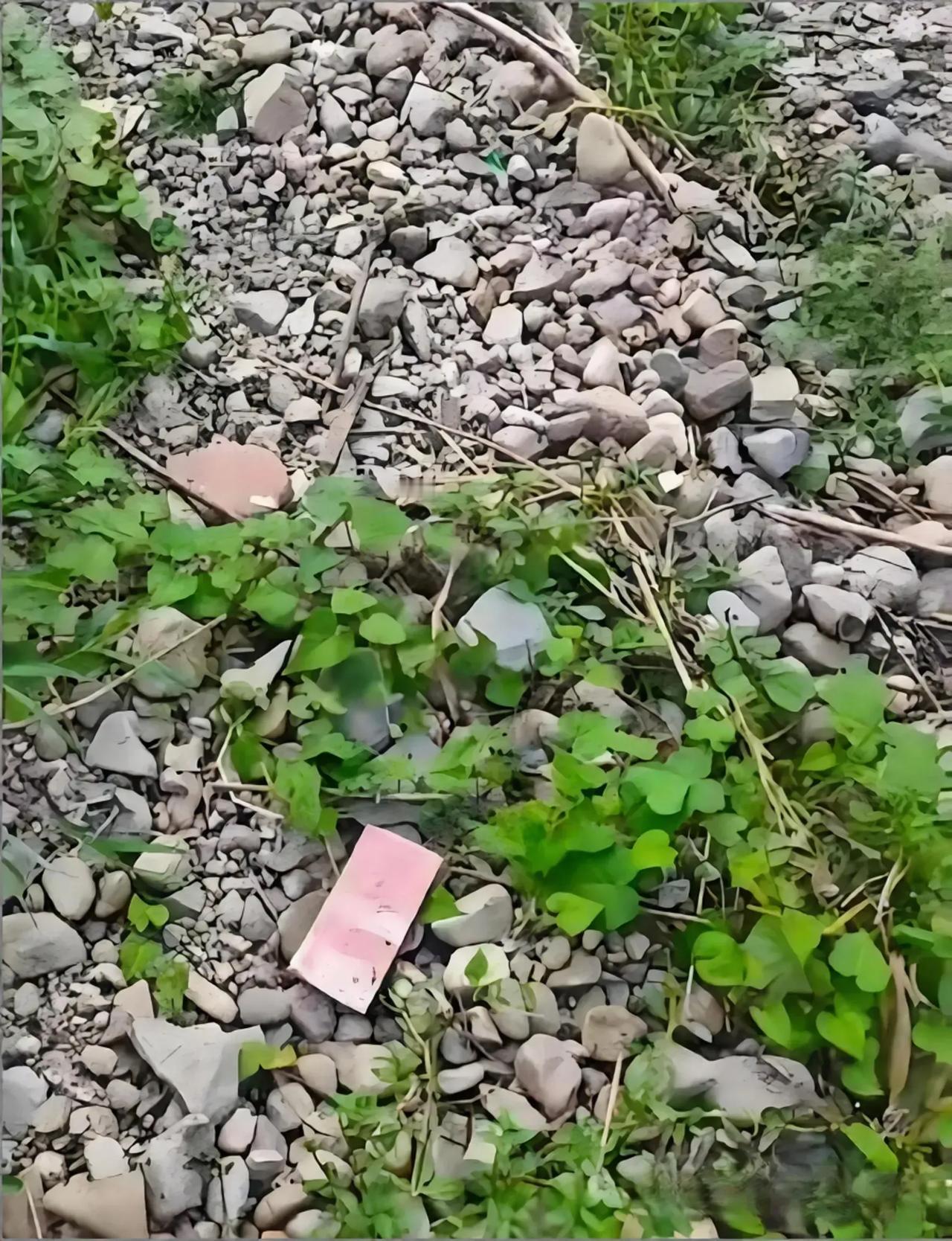路边偶然发现了这个，激动得心都快跳出来了，仔细一看，瞬间傻眼了，白高兴一场！