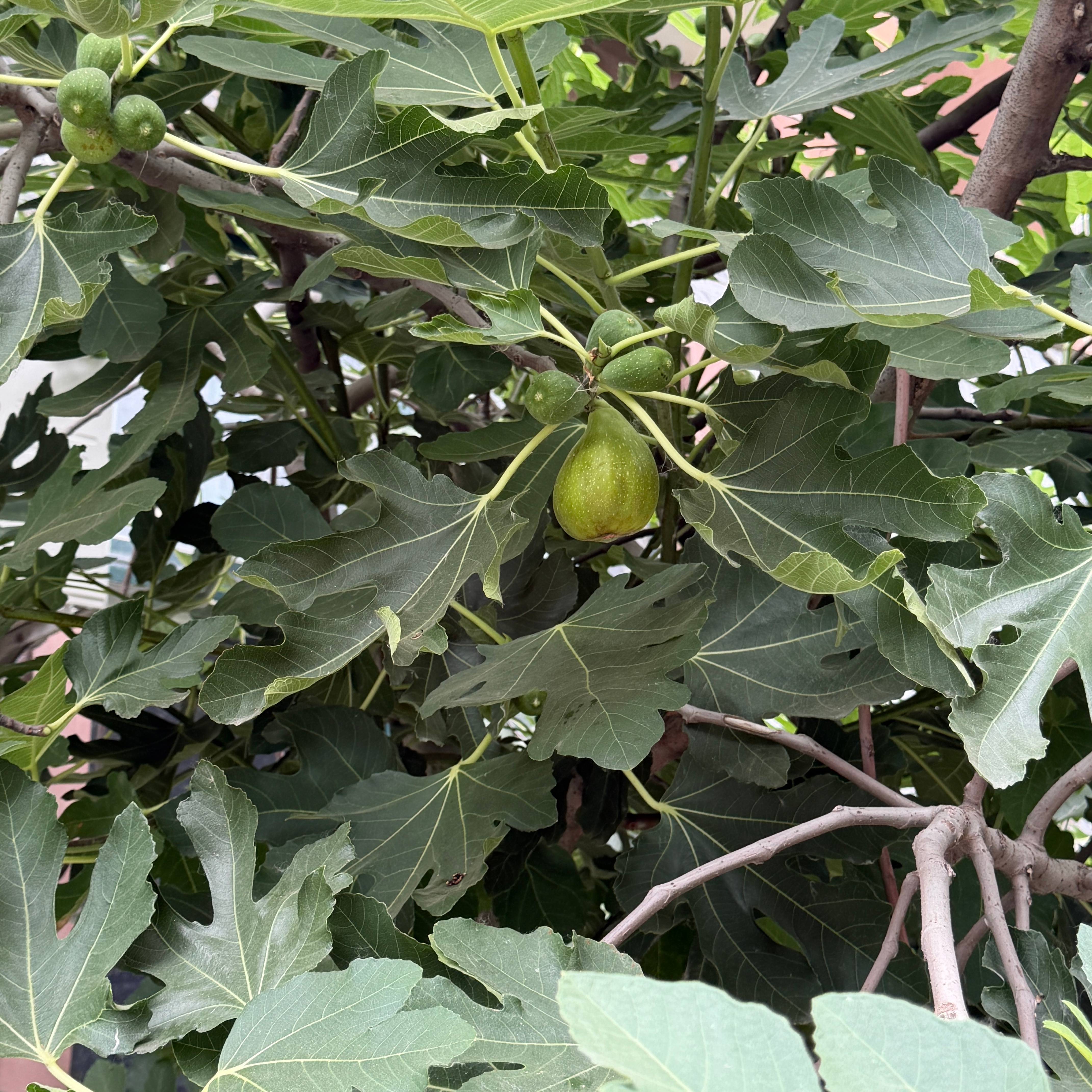 好想吃这个雷霆无花果 好大 