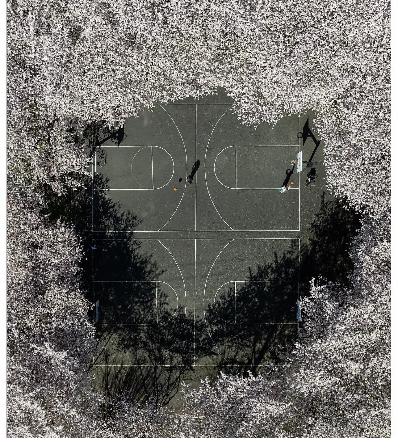 篮天下世界上的美丽球场 你那里的花开了吗？Images via wagsphot