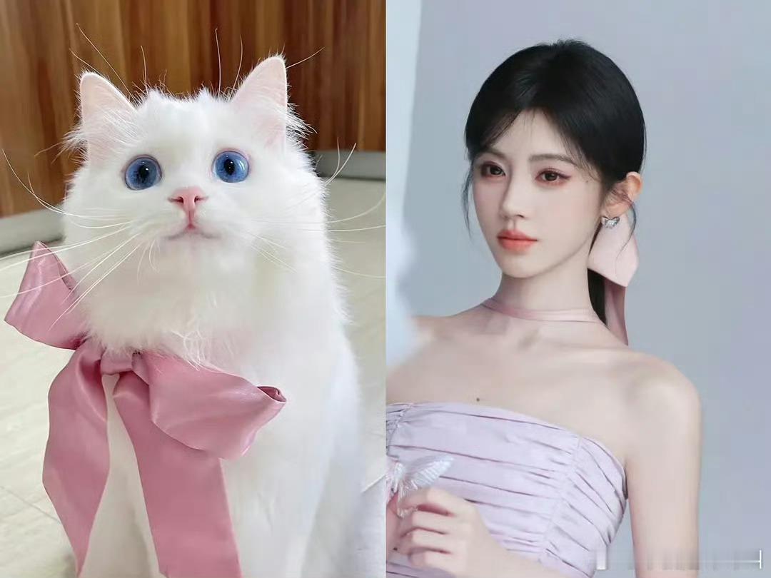 猫塑党每天吃的就是这么好鞠婧祎