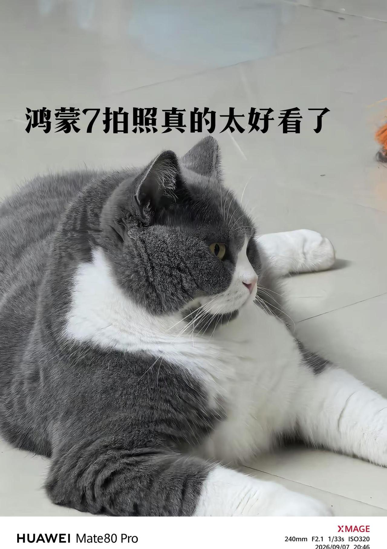 昨天把手机由鸿蒙7.0Beta版升级到了公测版，拍照真的太好看了，反馈的拍照问题