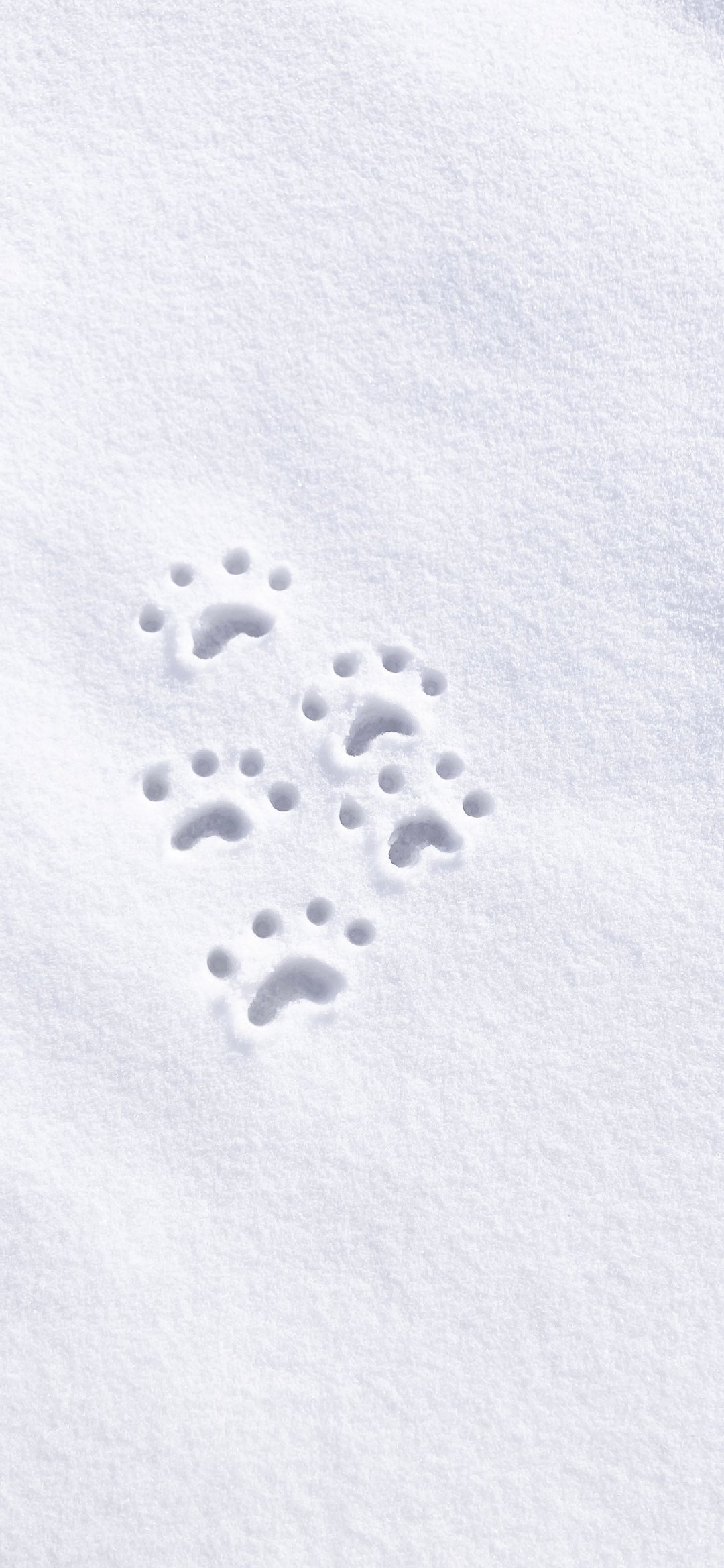 给夏天用上冬日壁纸会不会凉爽一点｜手机壁纸❄❄ 