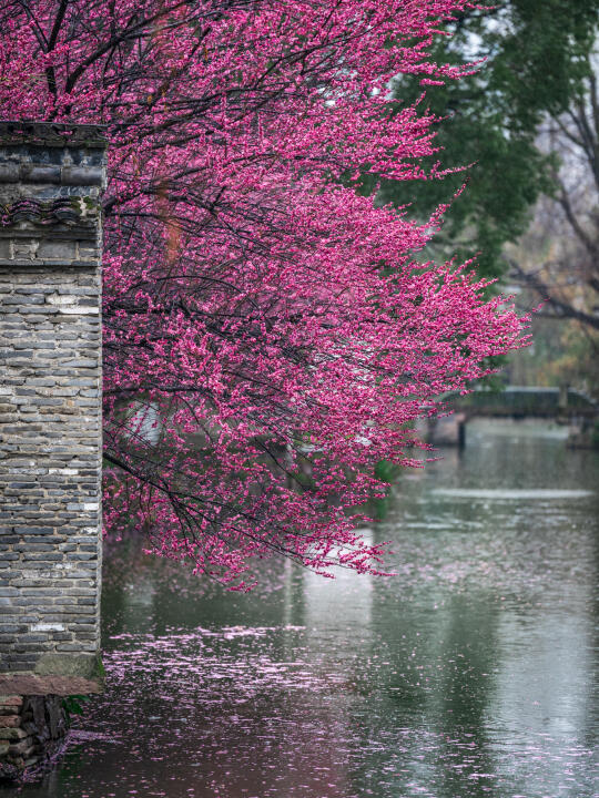 踏雨寻梅白云庄❗️宁波蕞江南水乡的梅花