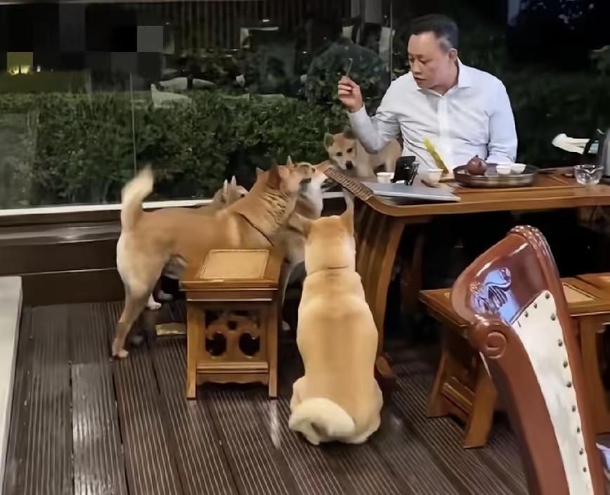 一代商业传奇黄光裕的最新照片流出，迅速冲上热搜！深居简出广州豪宅，养了五只犬，惬