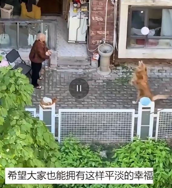 上人民日报了！5月13号紫金山视频报道，一名男子在自家阳台散心，无意间望向楼下，