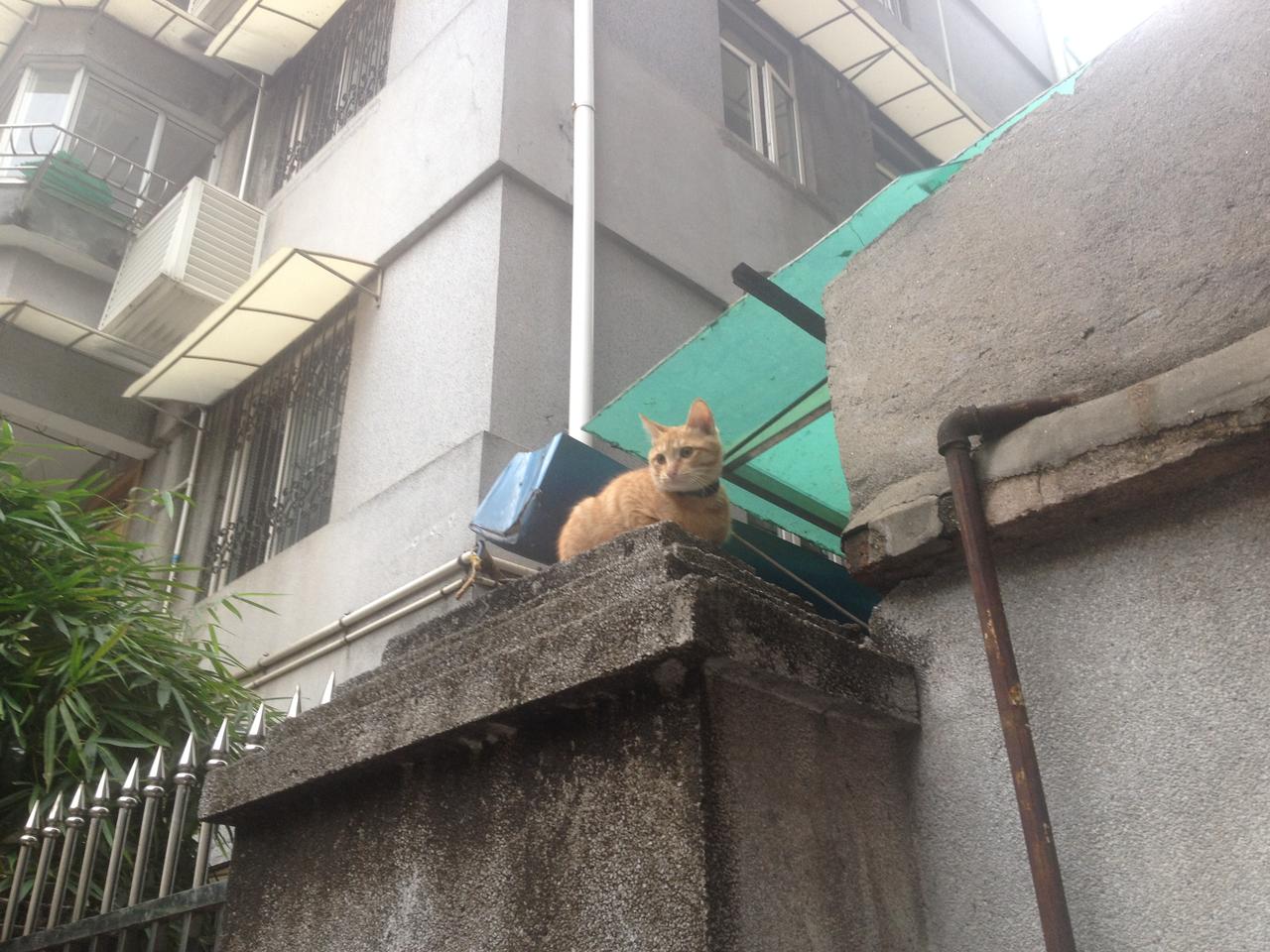 路边一只猫
