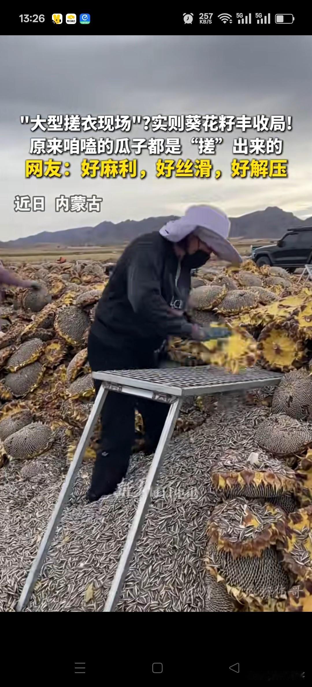 近日，一段展示葵花籽收获过程的视频走红网络。成熟的向日葵花盘晾晒后，工人通过搓揉