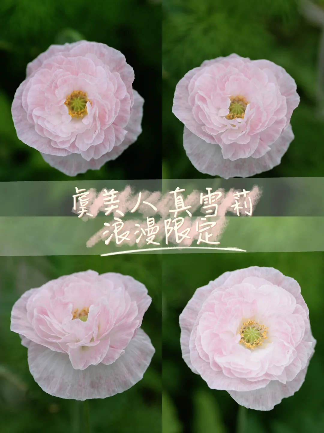 全网最美的 虞美人 真雪莉😍😍😍