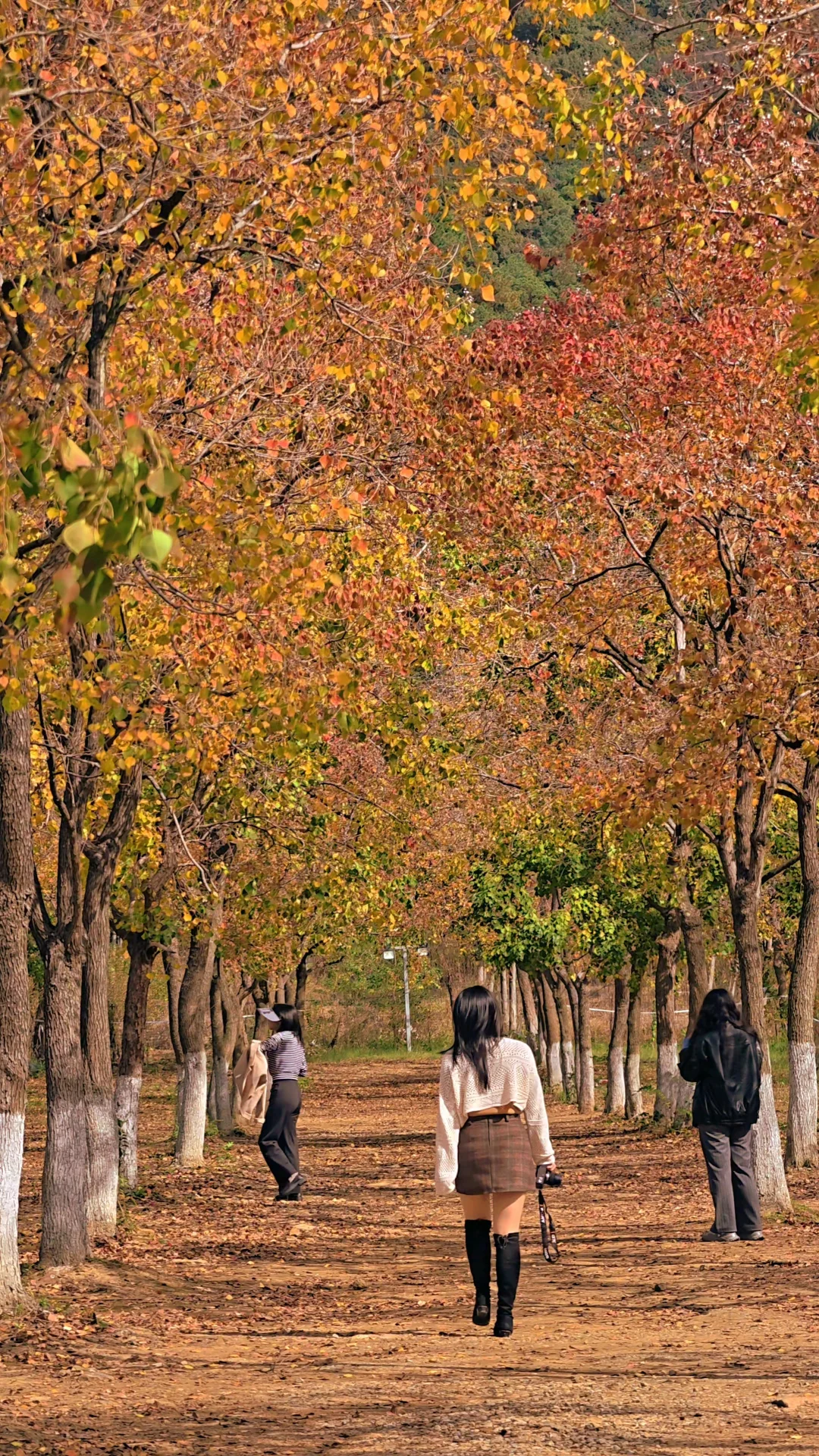 下一个网红打卡地‼️翡翠湖边绝美乌桕树林