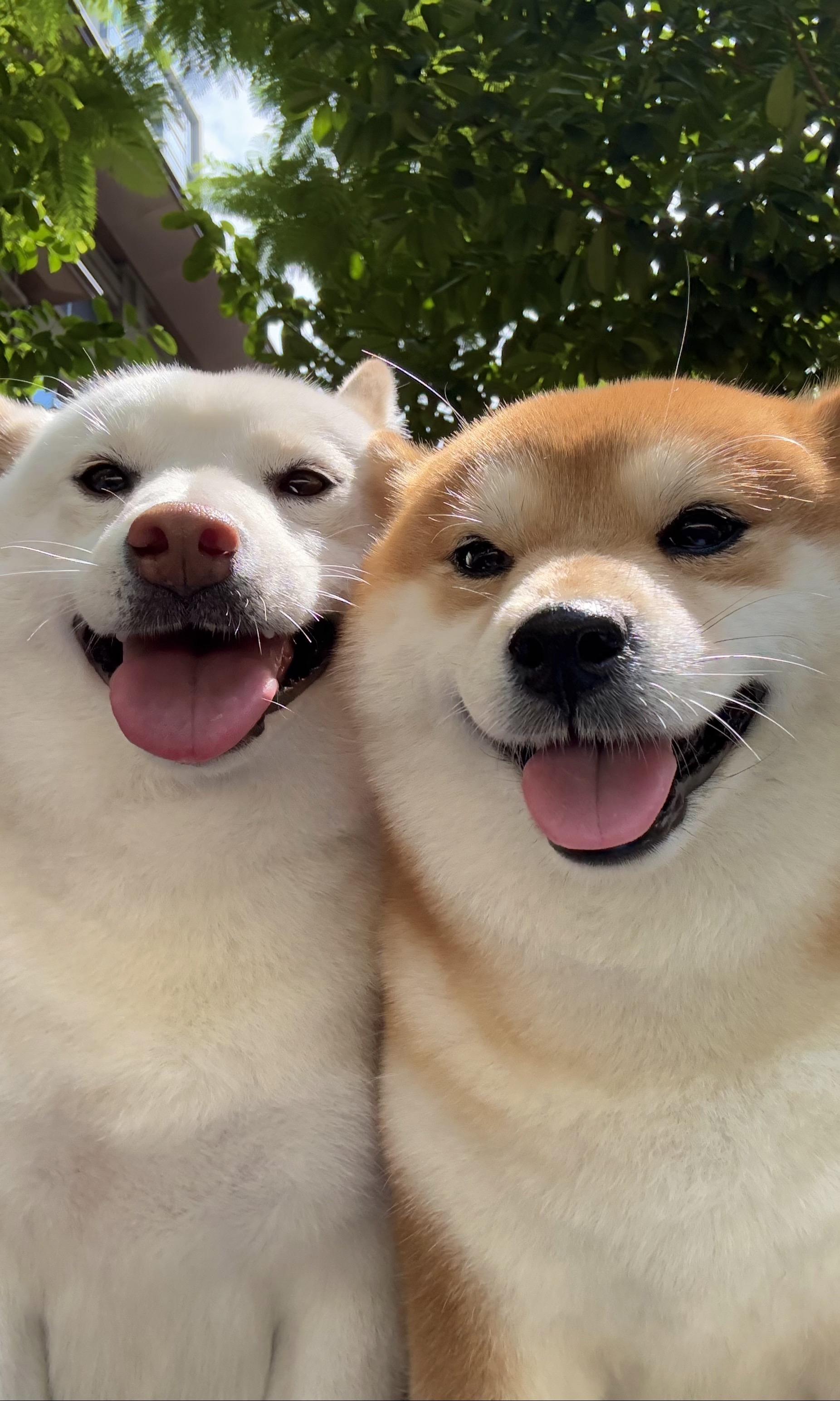 我只是个爱你的笨蛋